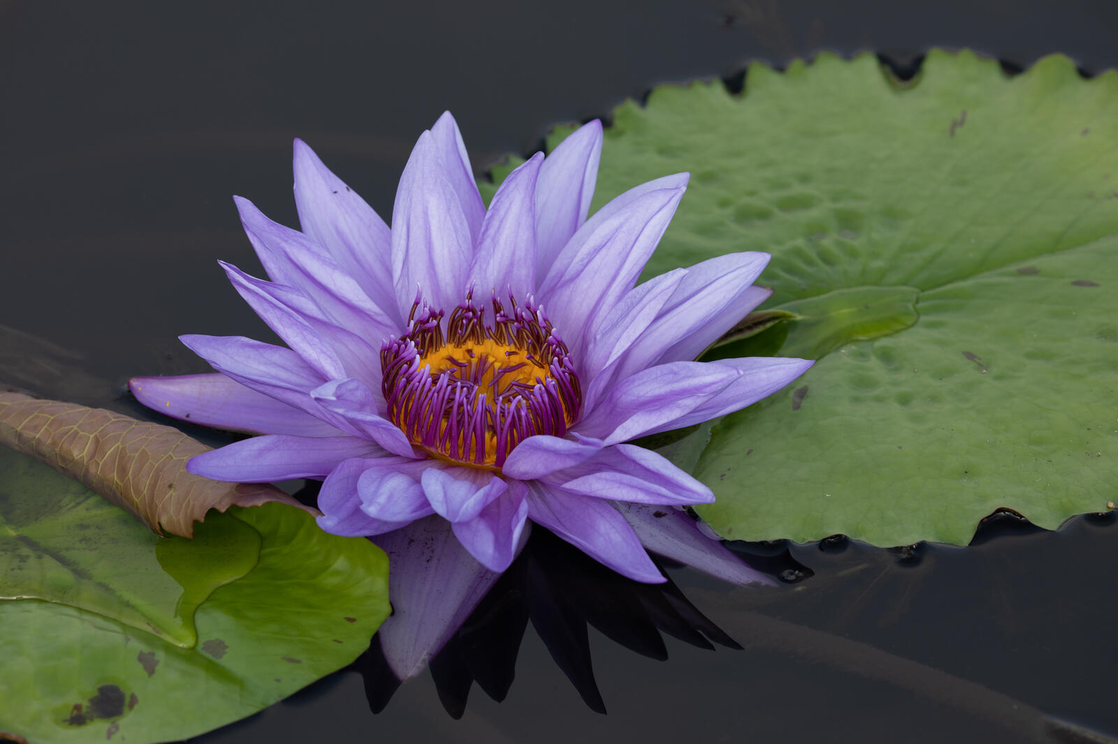 Wallpapers flora nature water Lily on the desktop