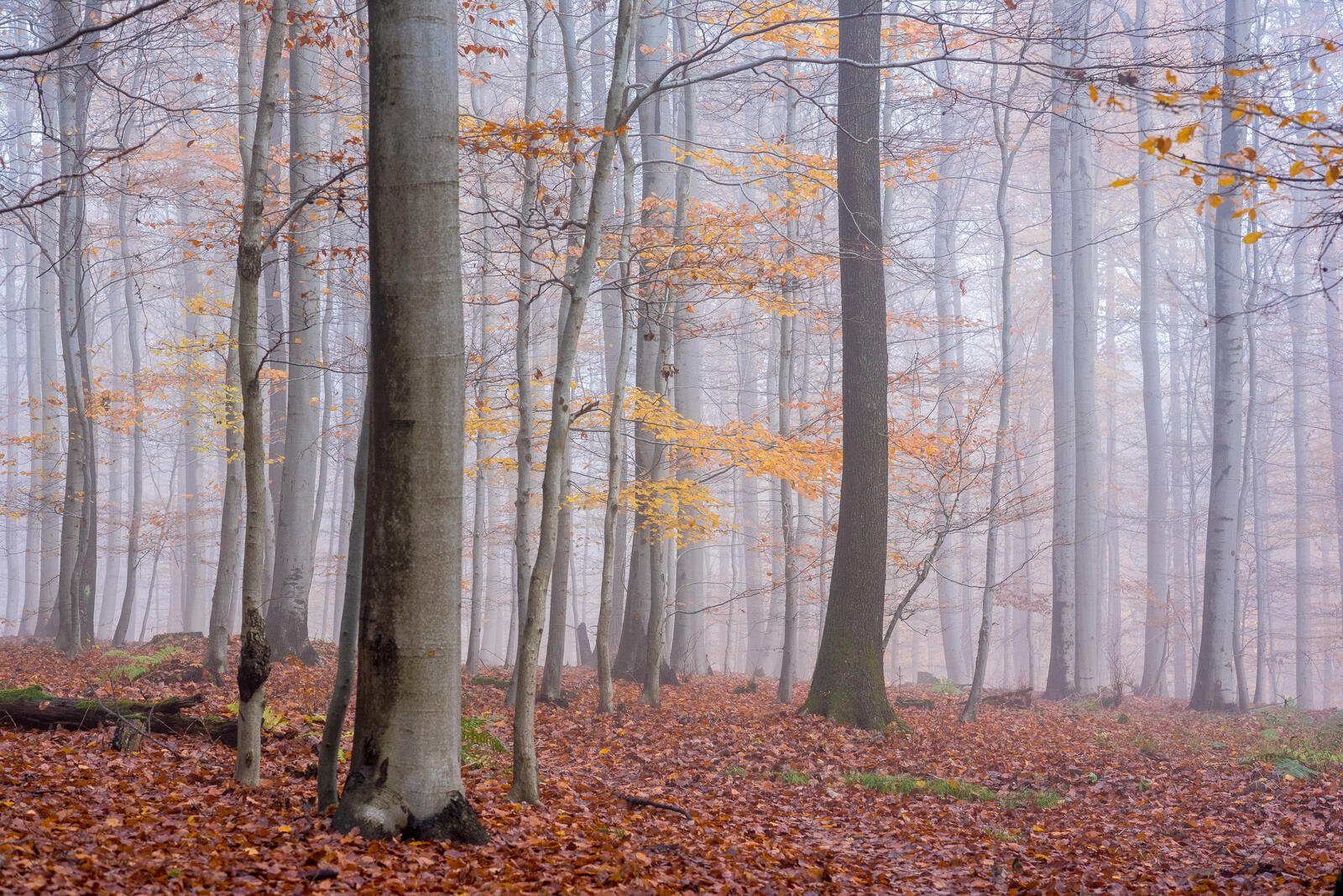 Wallpapers fog forest autumn leaves on the desktop