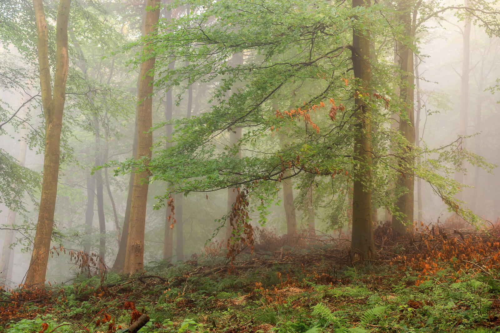 Обои пейзажи плохая видимость туман в лесу на рабочий стол