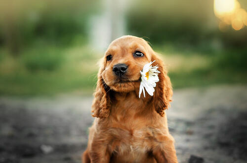 Puppy with chamomile