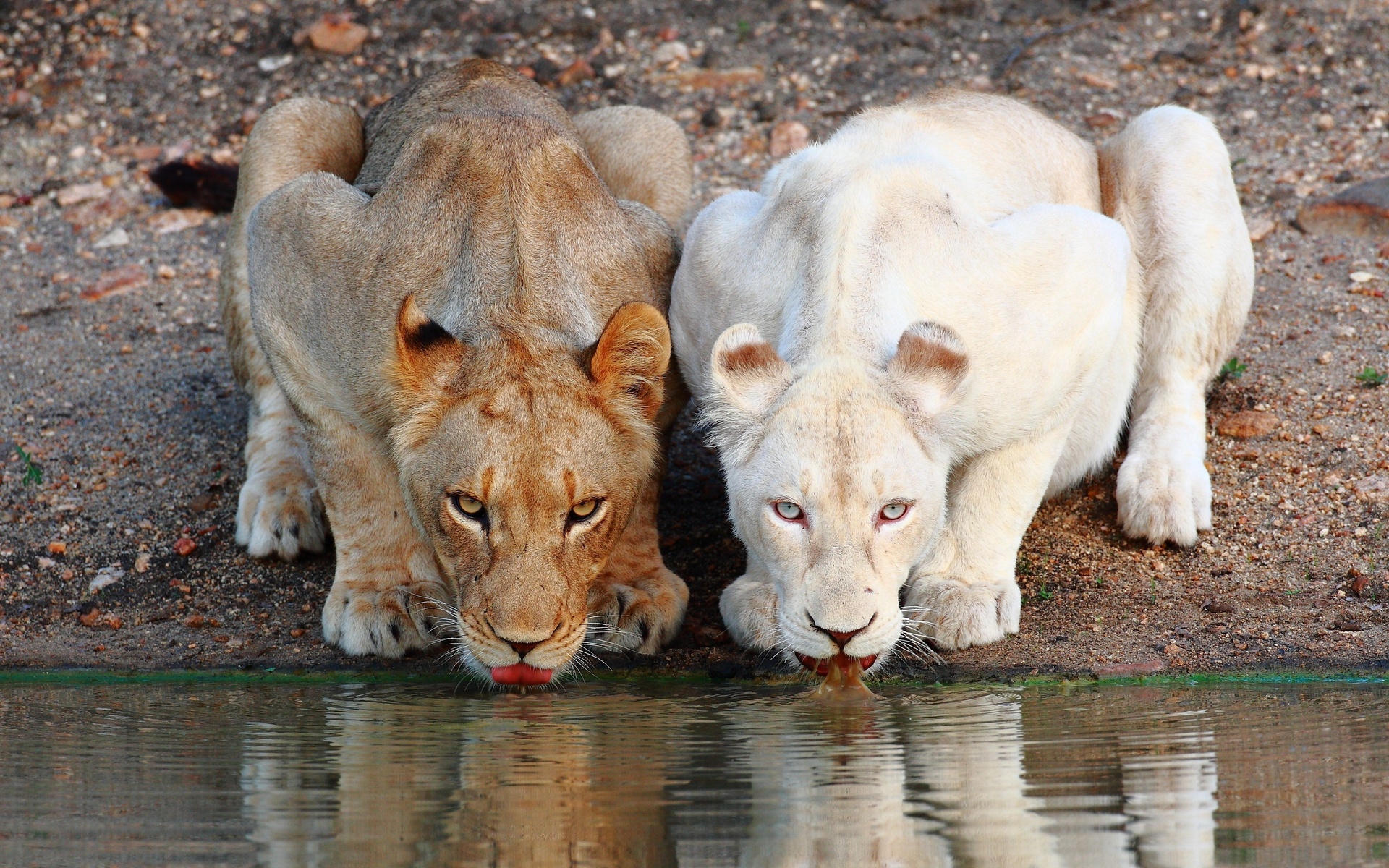 桌面上的壁纸雌狮 非洲 两只猫