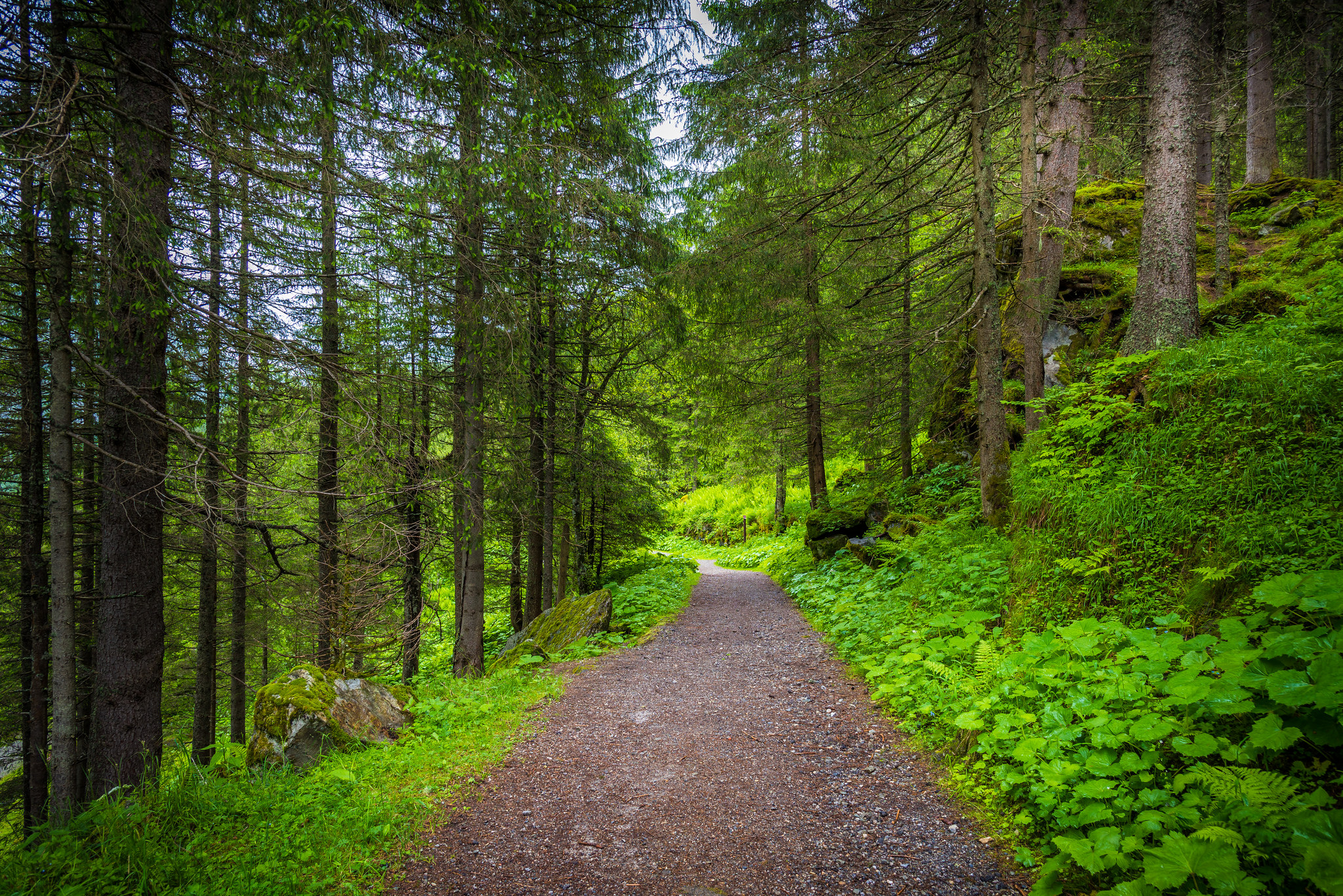 Wallpapers road forest Bad Gastein on the desktop