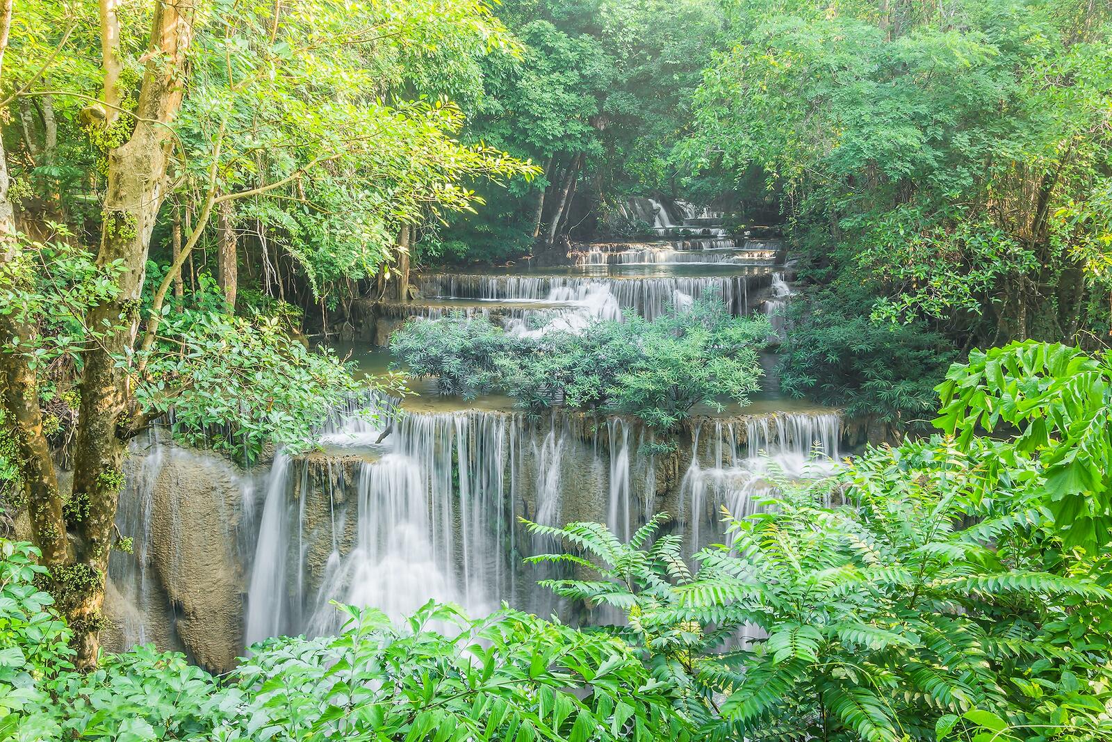 Free photo Jungle of Thailand