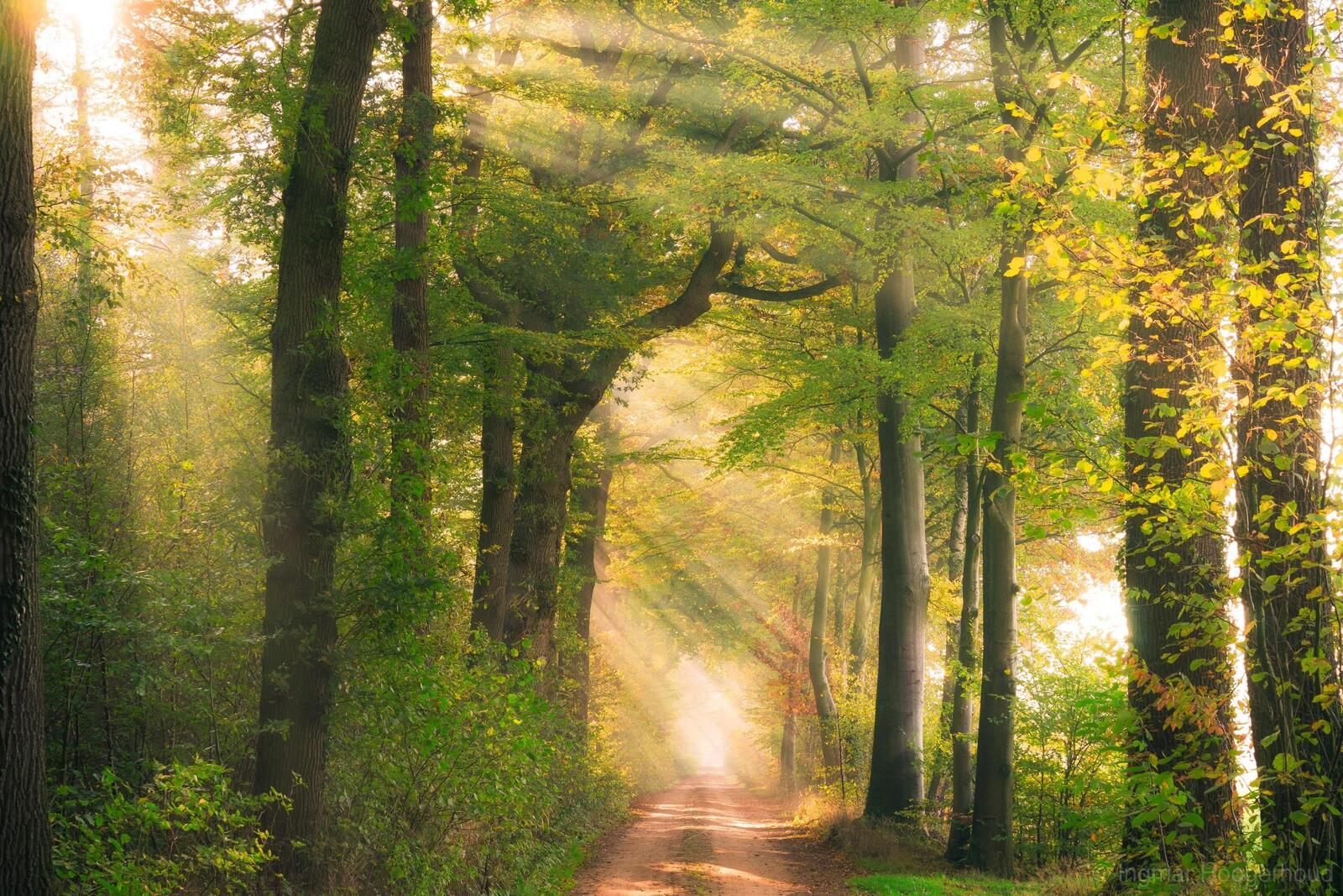 Wallpapers road nature sun rays on the desktop