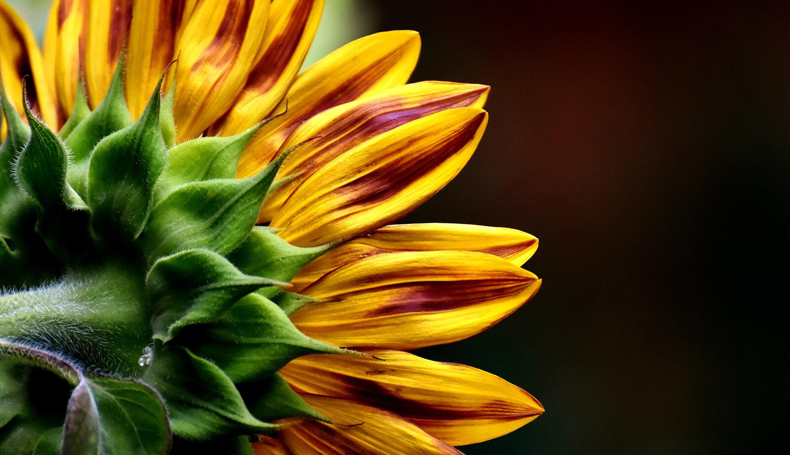 Wallpapers sunflower close-up flora sunflowers on the desktop