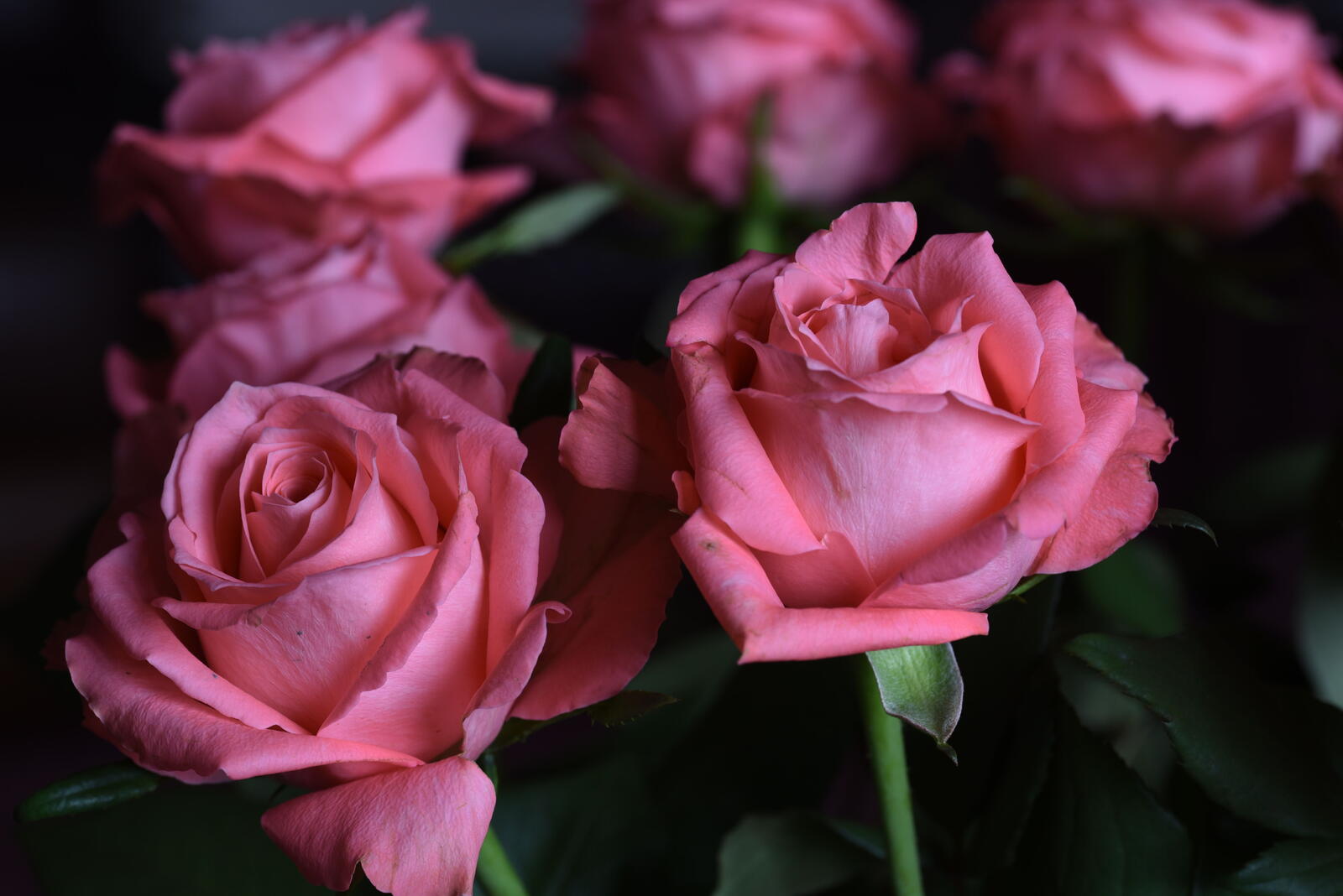 Обои цветы розы розы флора на рабочий стол