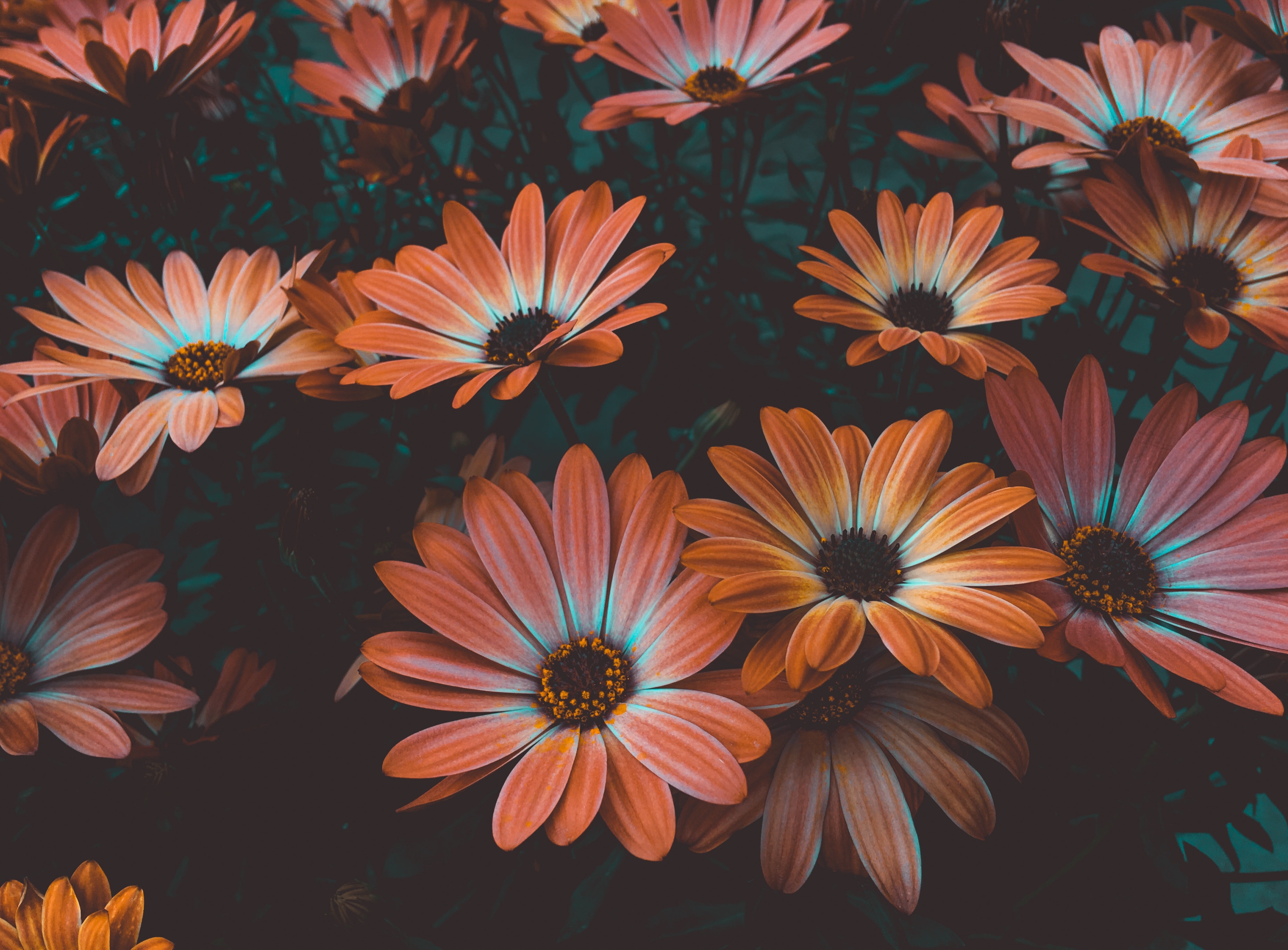 Wallpapers african daisy orange flowers osteospermum on the desktop