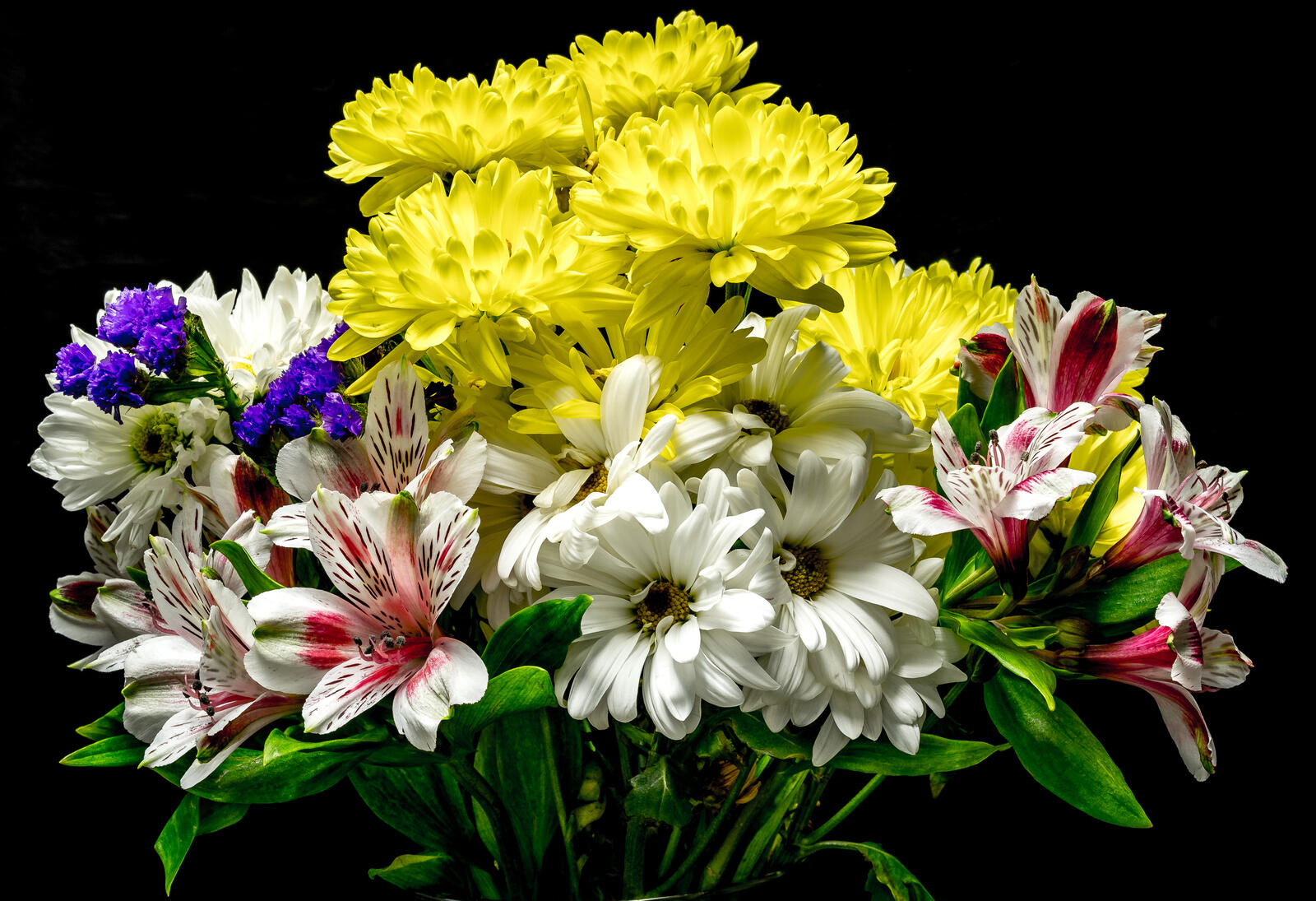 Обои цветы хризантемы цветение на рабочий стол