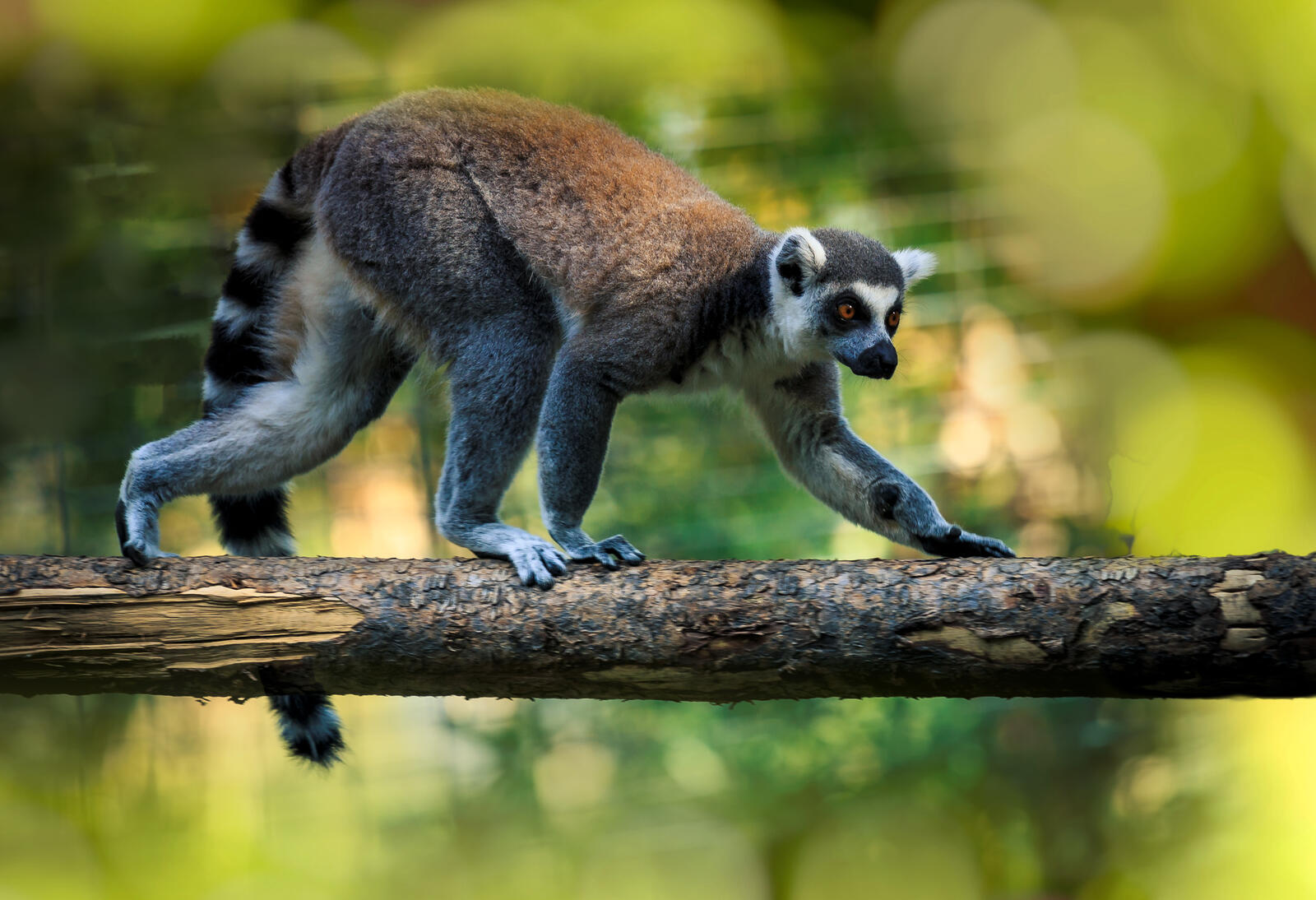 Wallpapers Lemur on a branch mammal animal on the desktop