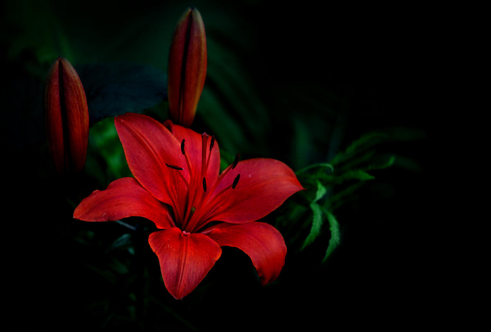 Обои цветочная композиция красный цветок лилия на рабочий стол