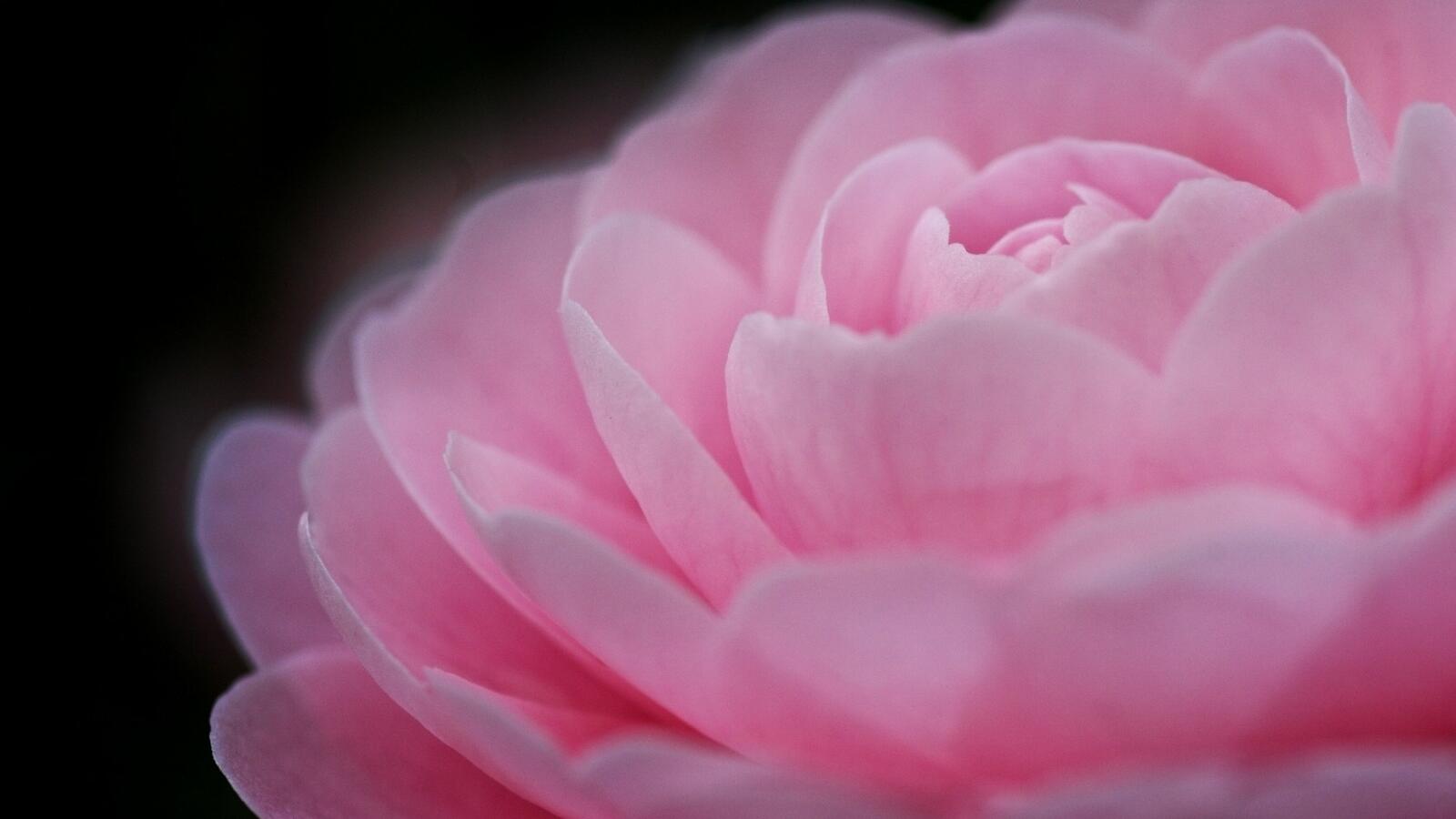 桌面上的壁纸玫瑰 粉红色 新芽