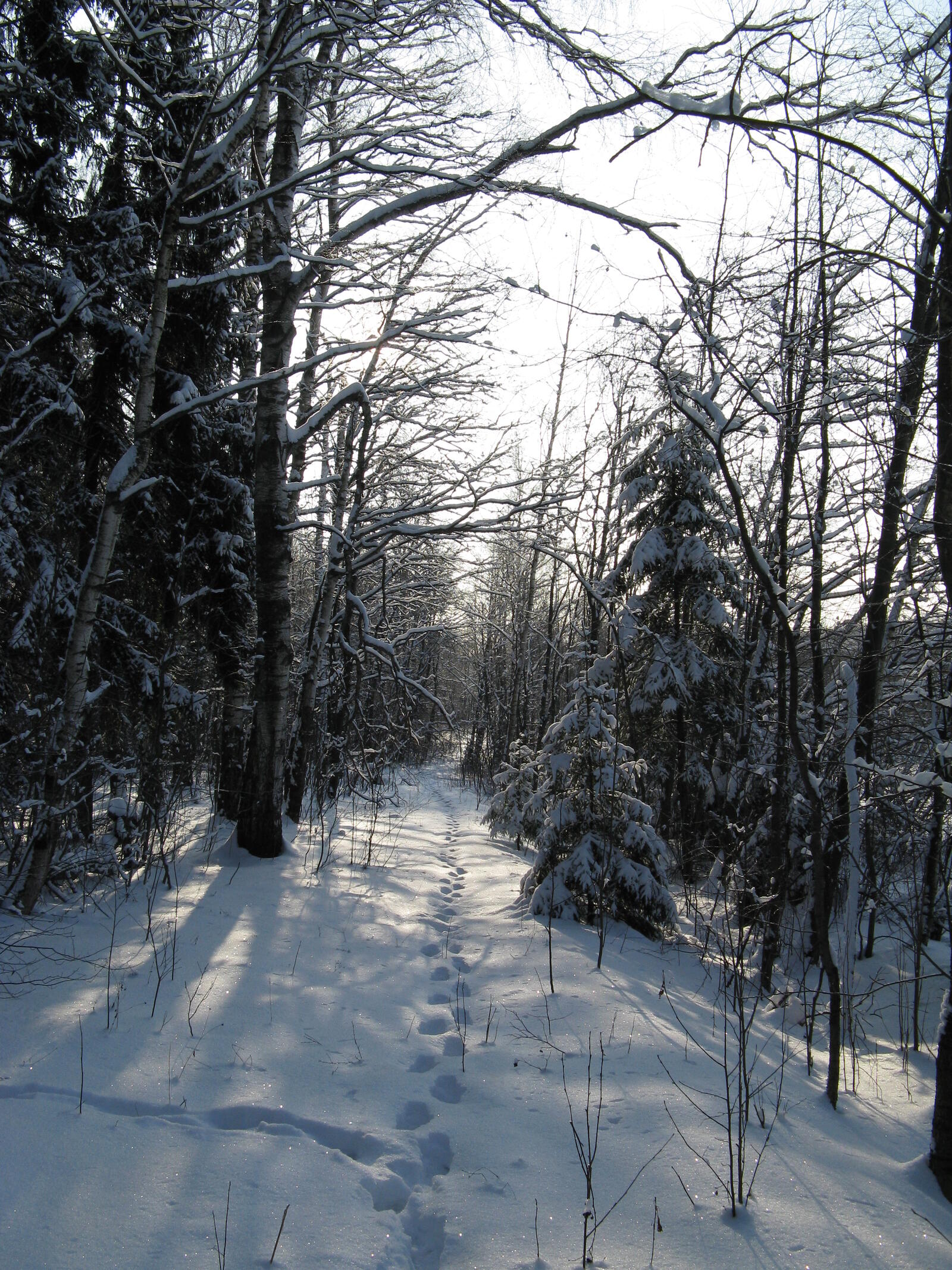 Обои лес зима прогулка на рабочий стол
