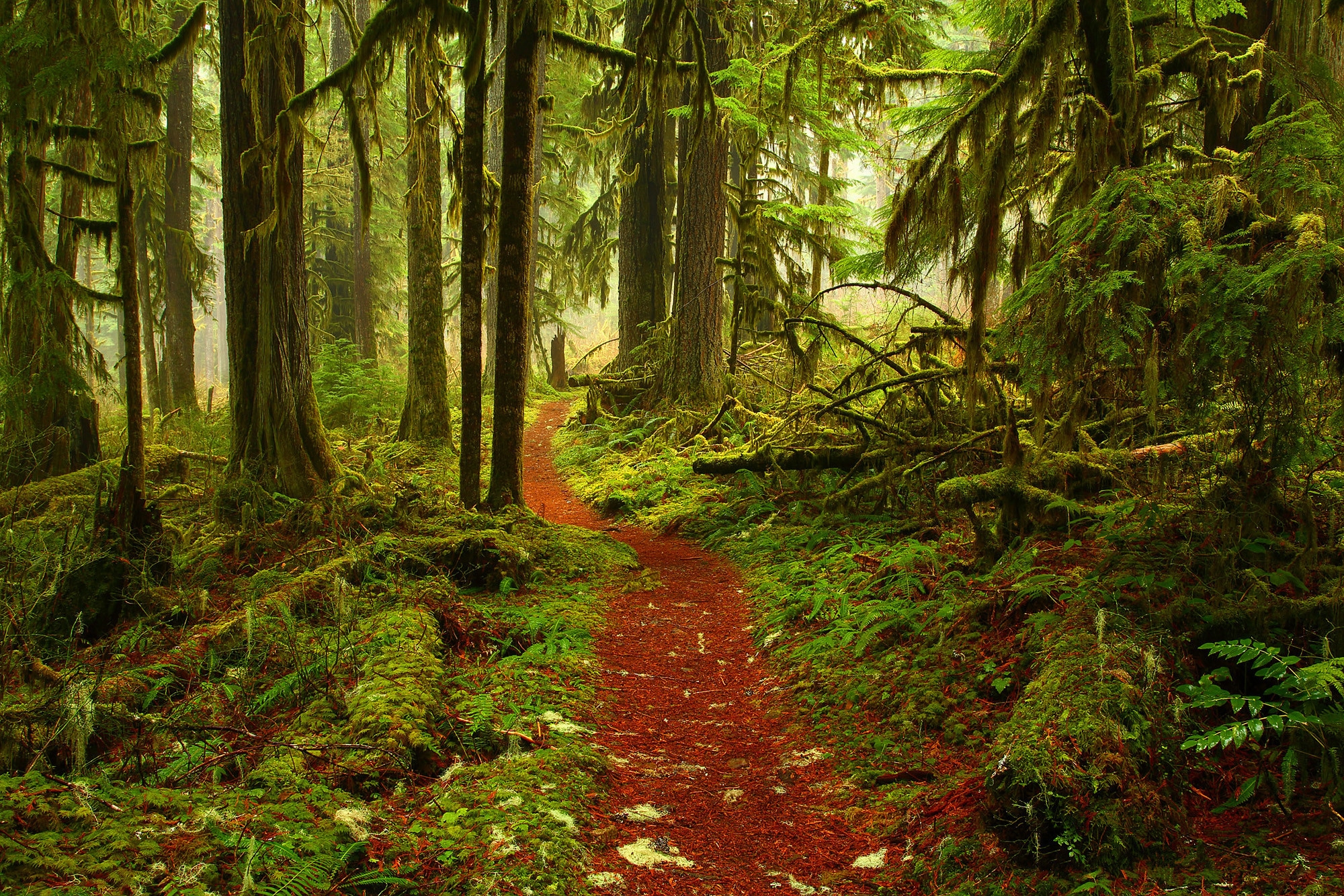 Wallpapers mossy forest footpath trees on the desktop