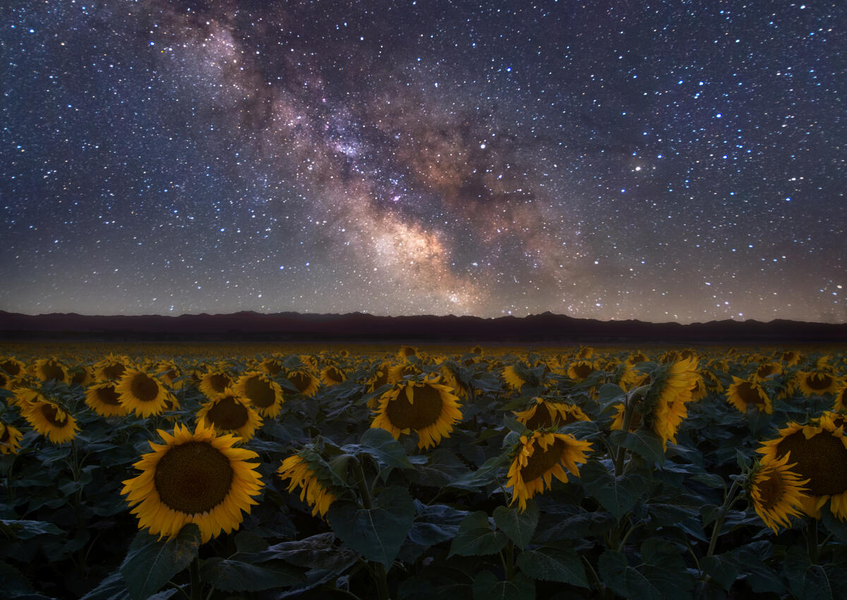 The Milky Way and sunflowers
