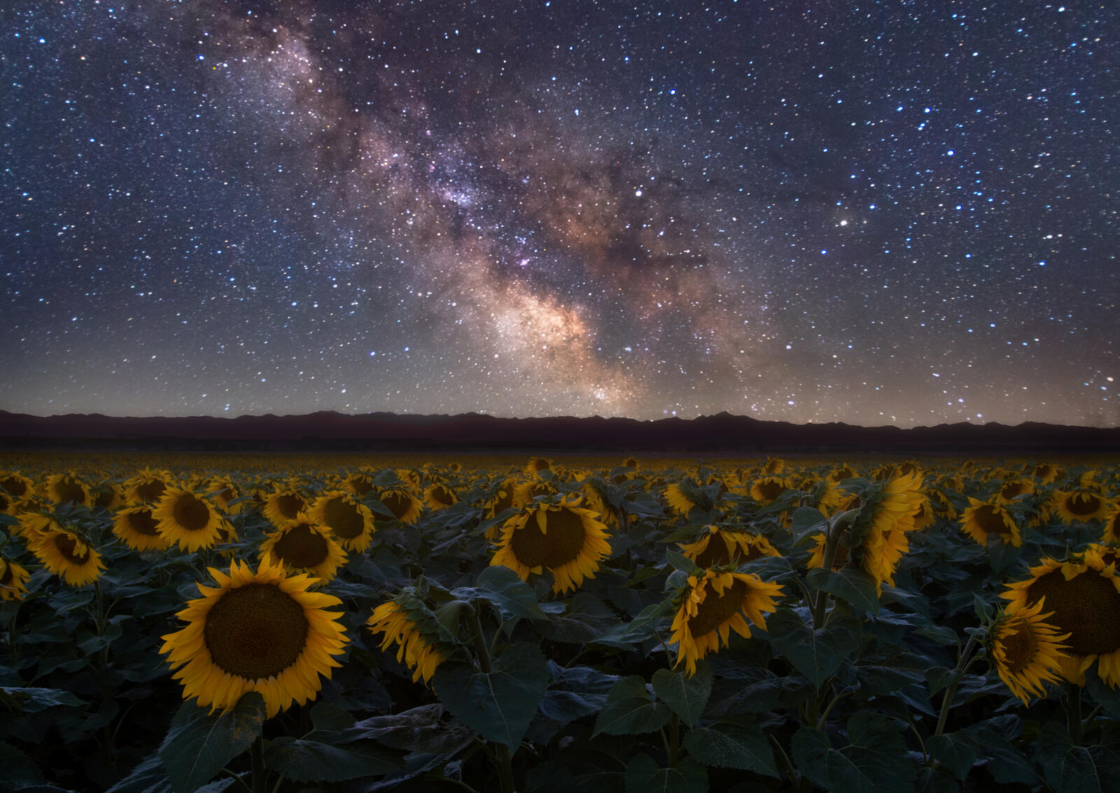 Free photo The Milky Way and sunflowers