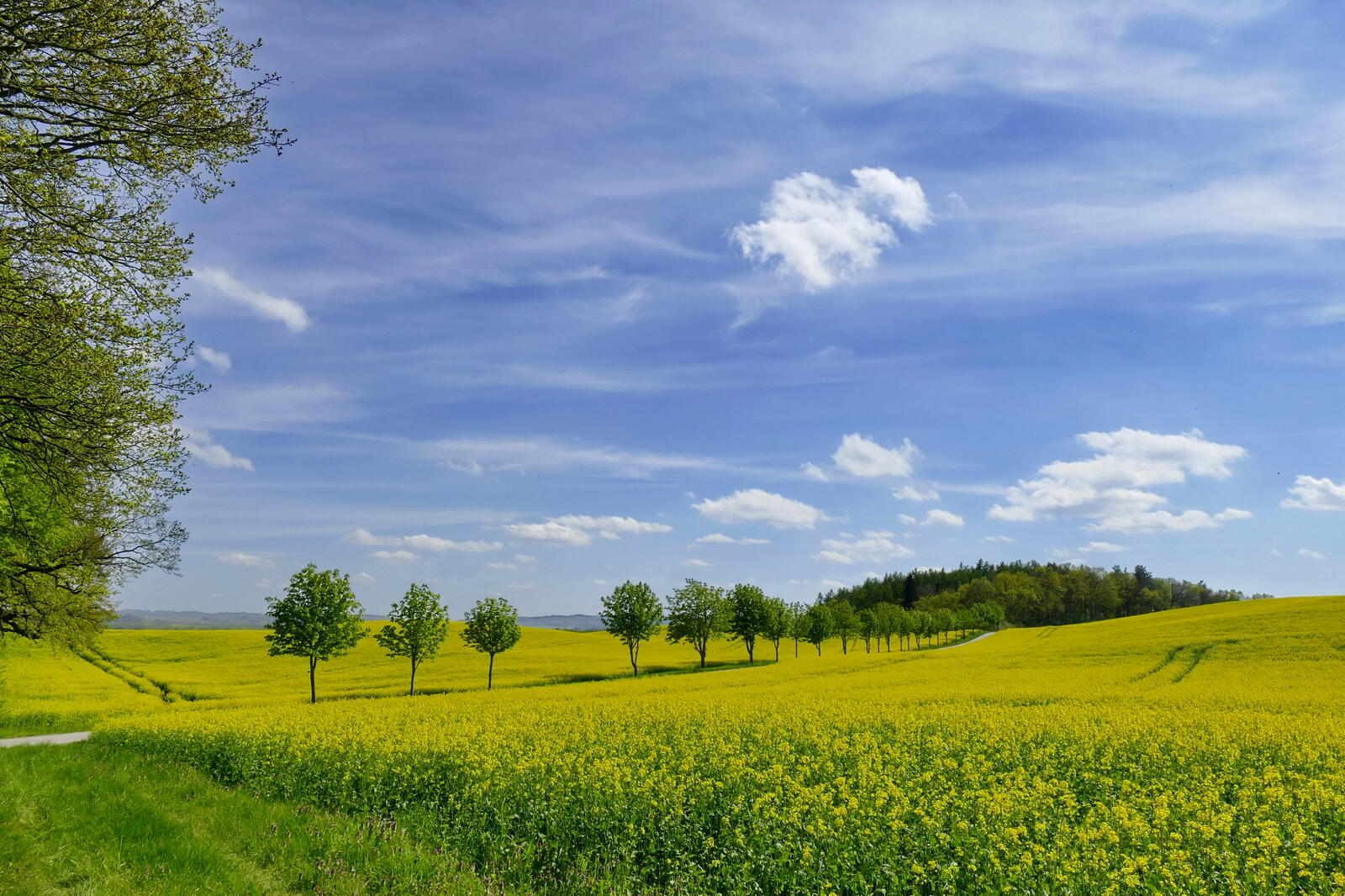 Wallpapers nature yellow field landscapes on the desktop