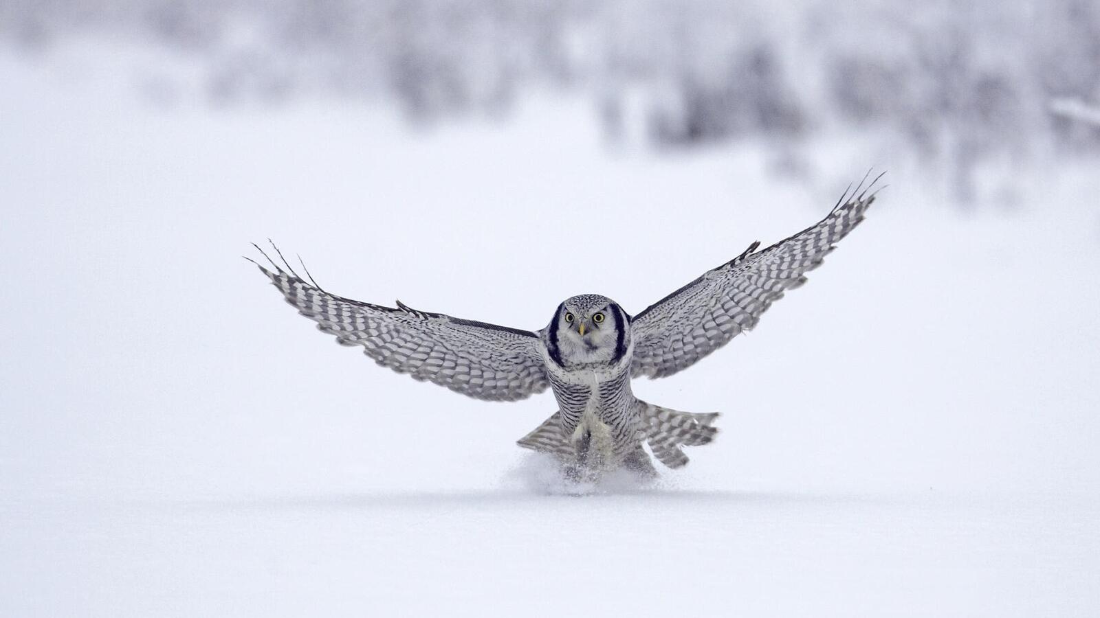 Wallpapers owl birds snow wings on the desktop