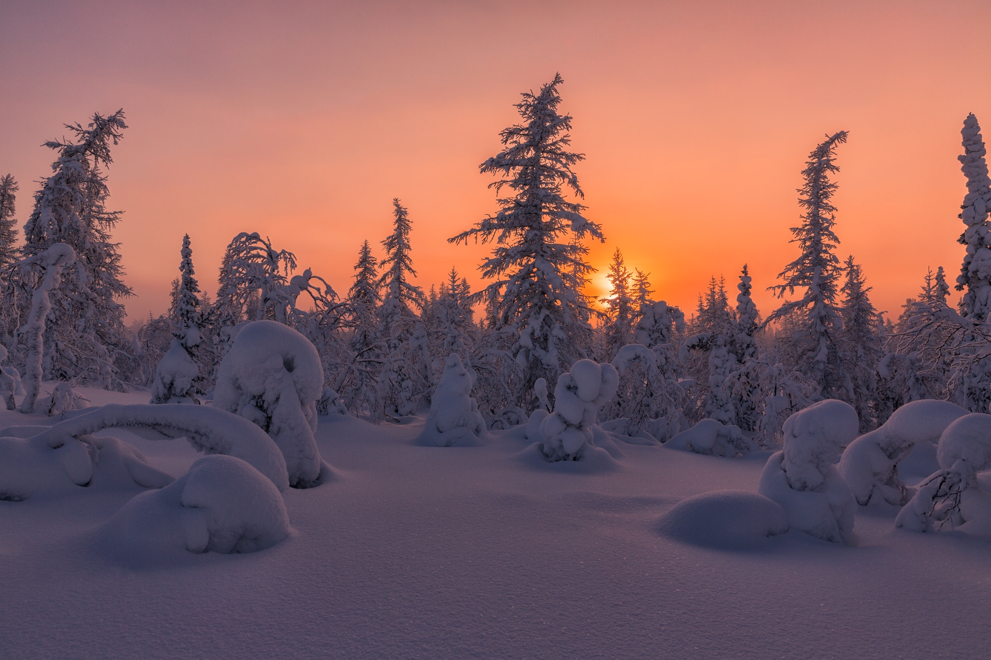 Wallpapers snow winter tundra forest tundra on the desktop
