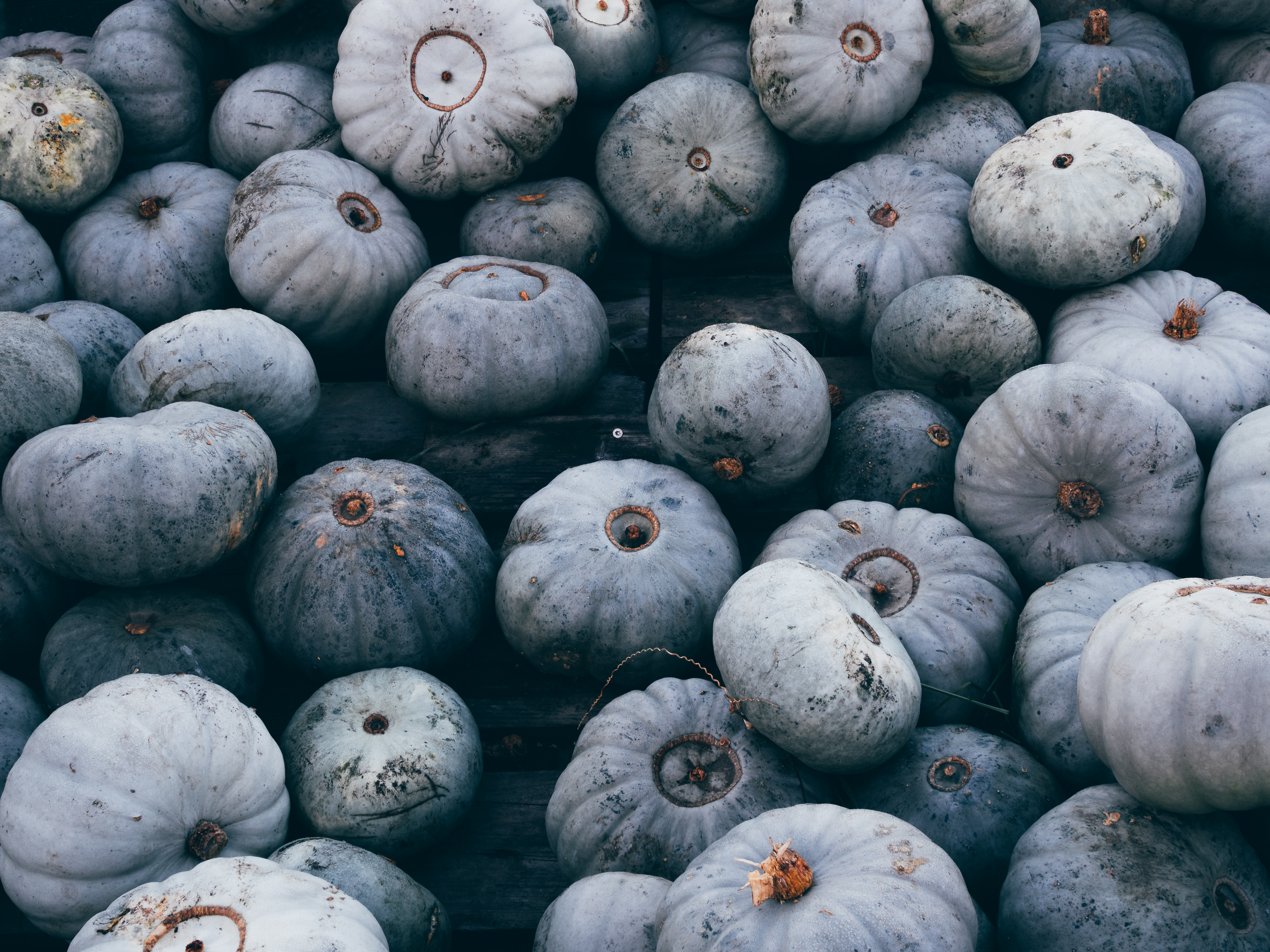 Фото бесплатно еда, голубые тыквы, Хэллоуин