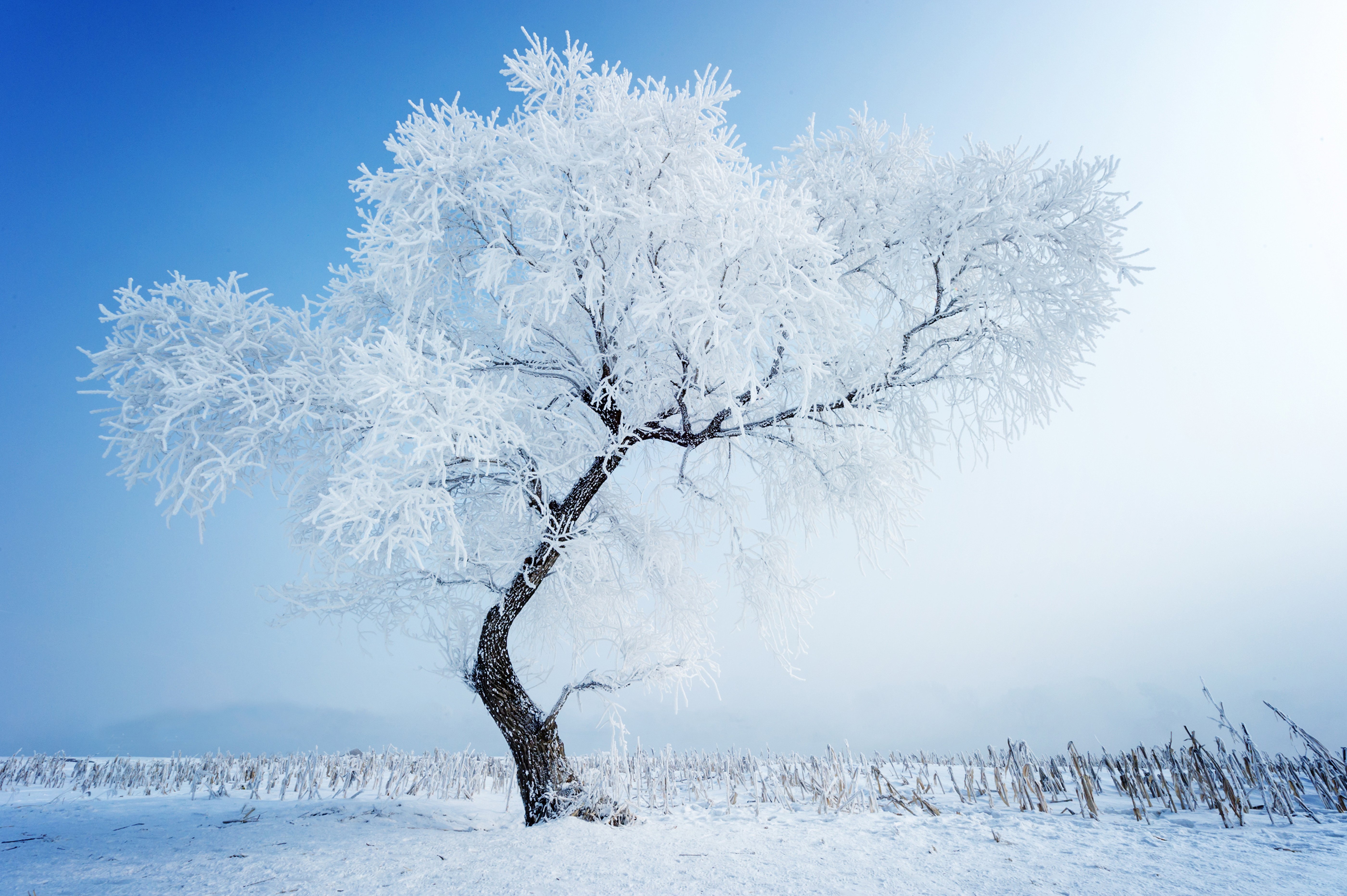Фото бесплатно зимнее дерево, ветви, иней