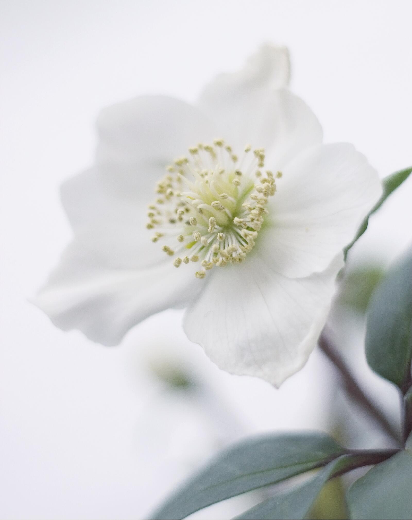 Wallpapers plant white flower leafe on the desktop