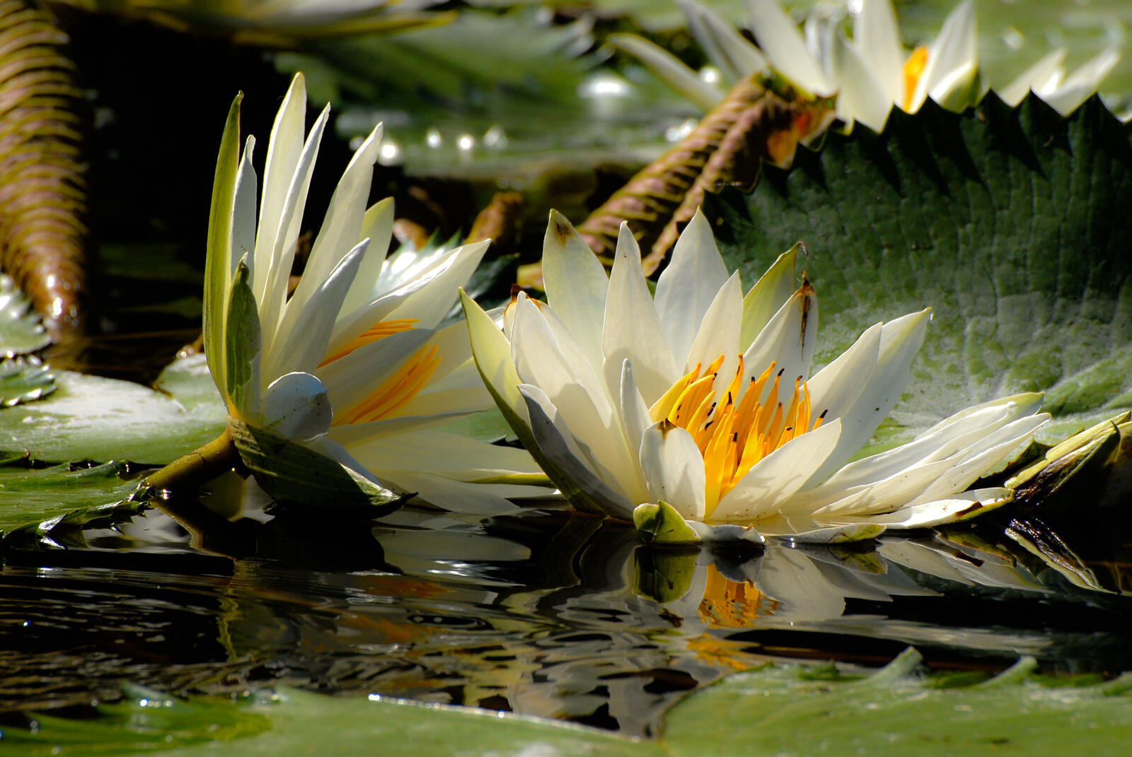 Wallpapers water lily white flowers water-lilies on the desktop