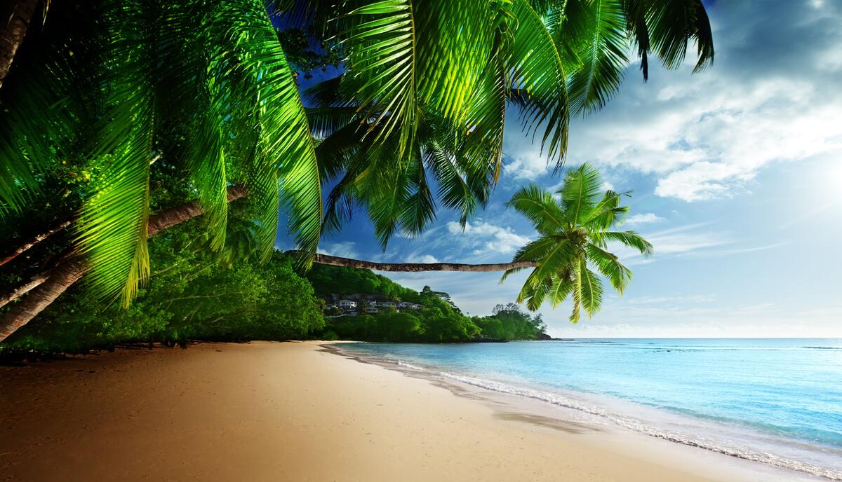 Песочный берег моря с пальмами