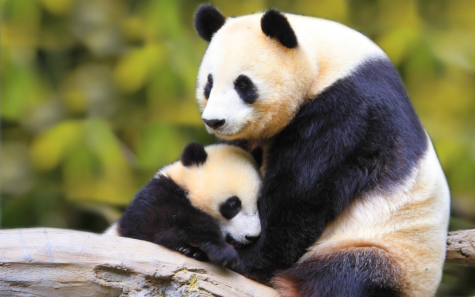 Обои панда природа животное на рабочий стол