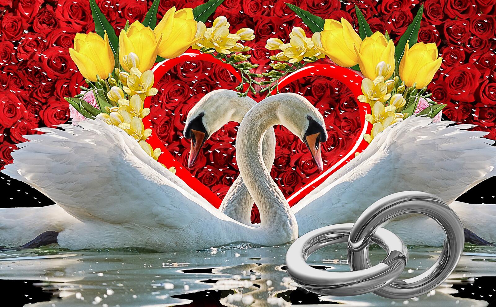 Обои розы цветы лебеди на рабочий стол
