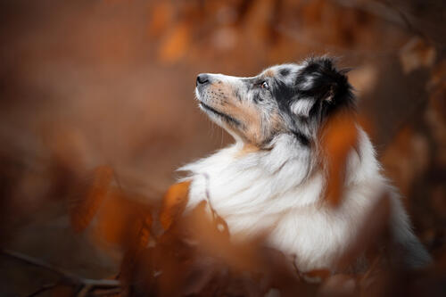 Profile Shetland Sheepdog