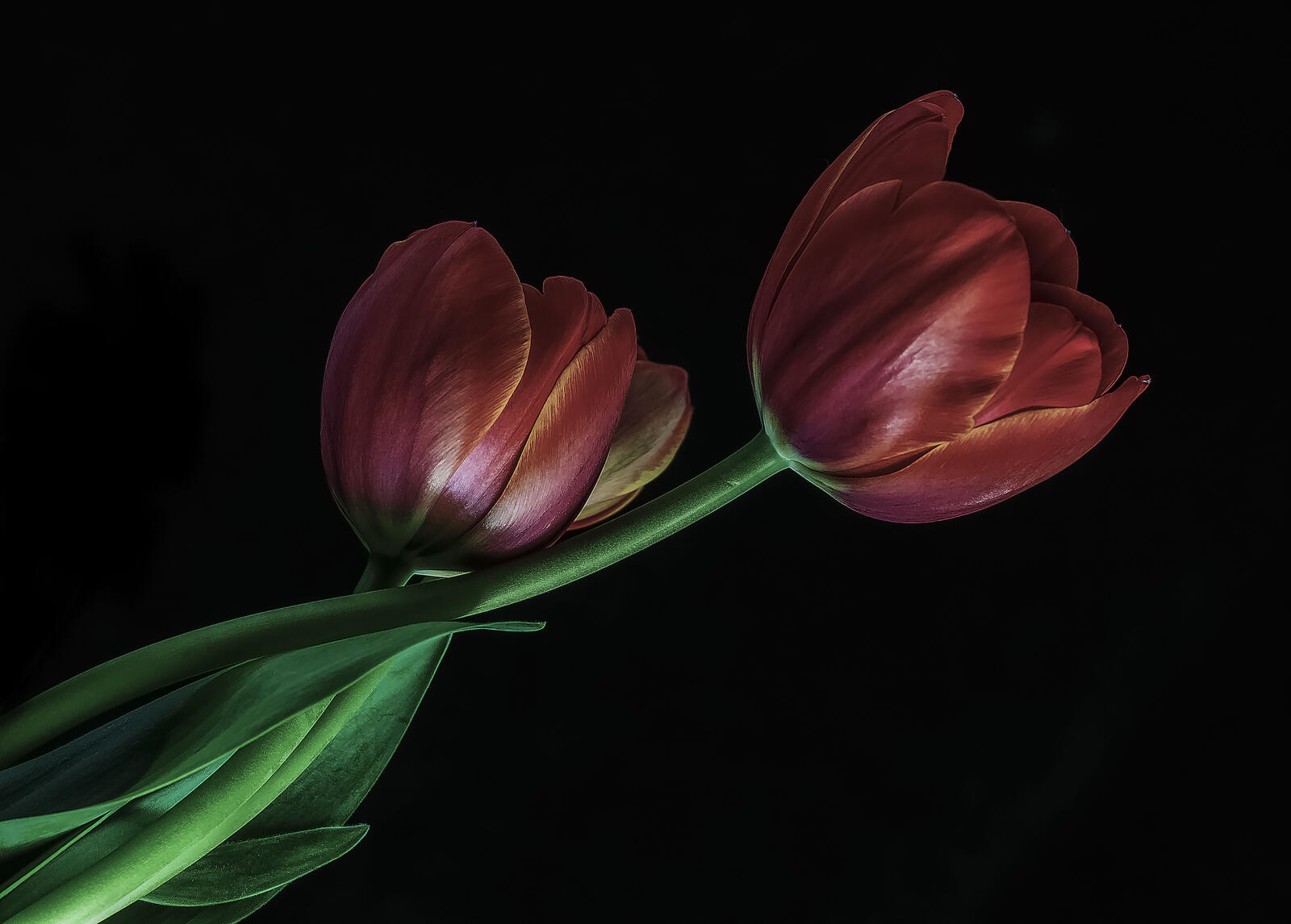 Бесплатное фото Красные тюльпаны