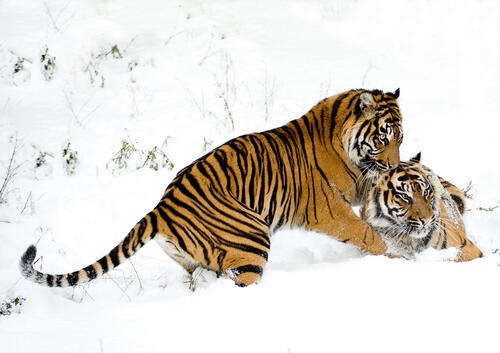 Two tigers fooling around in the snow