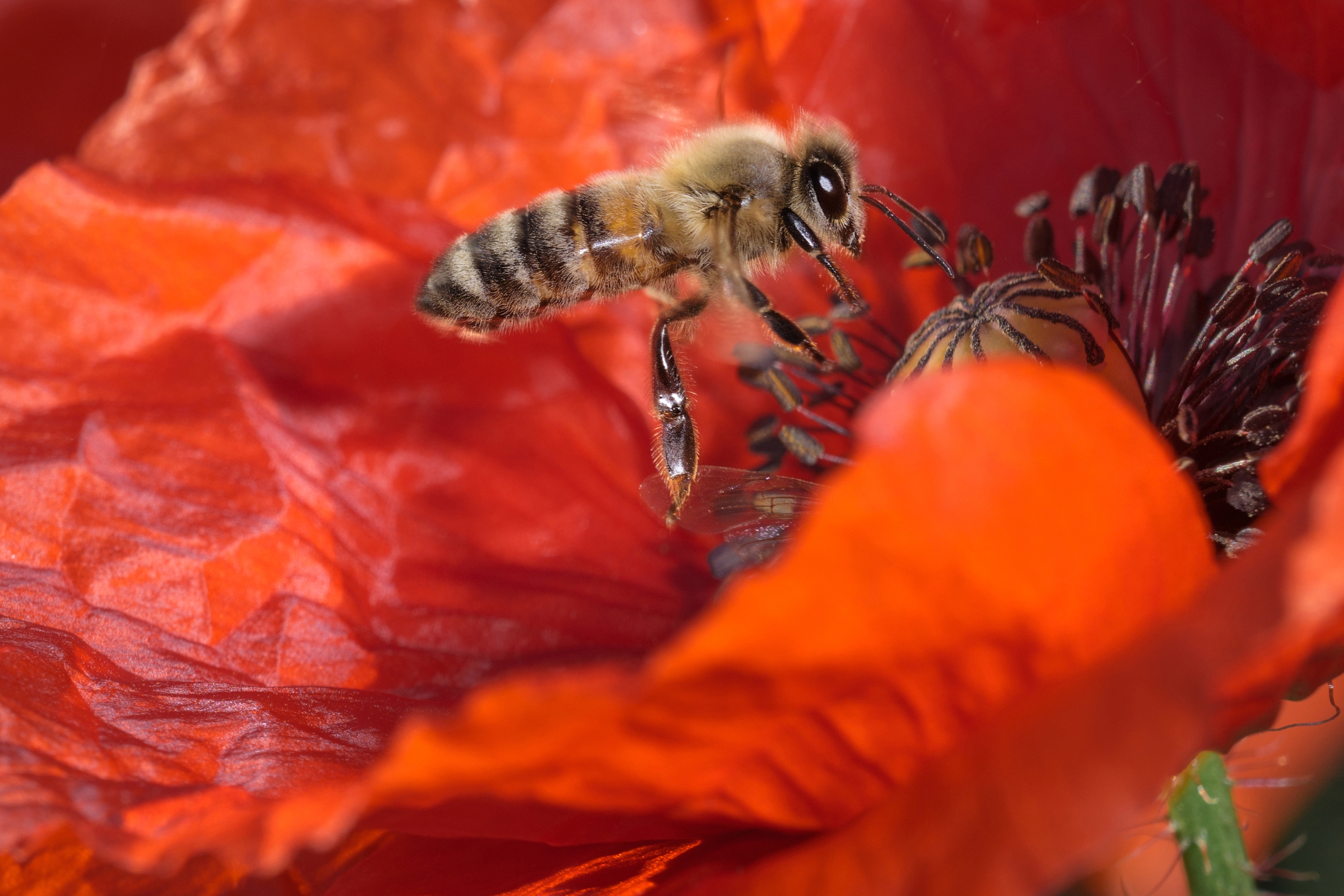 Фото бесплатно пчела, семя, лепесток
