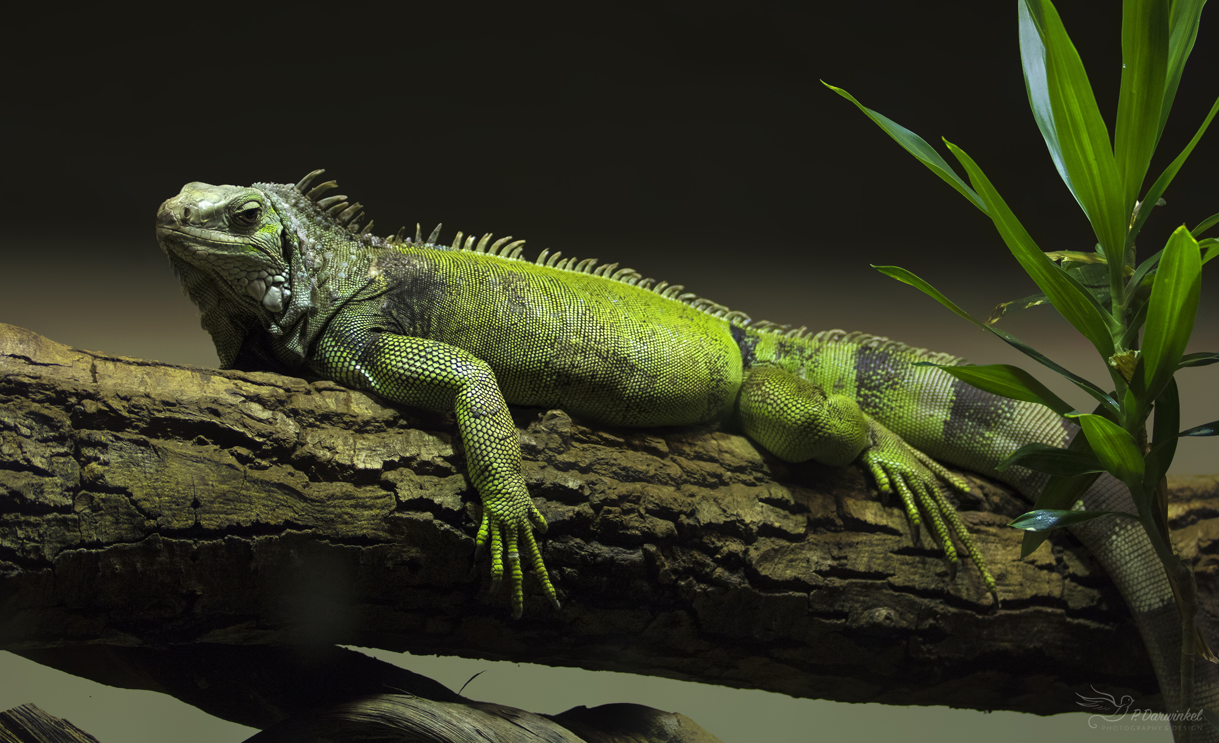 Фото бесплатно Игуана, Green Iguana, Iguane