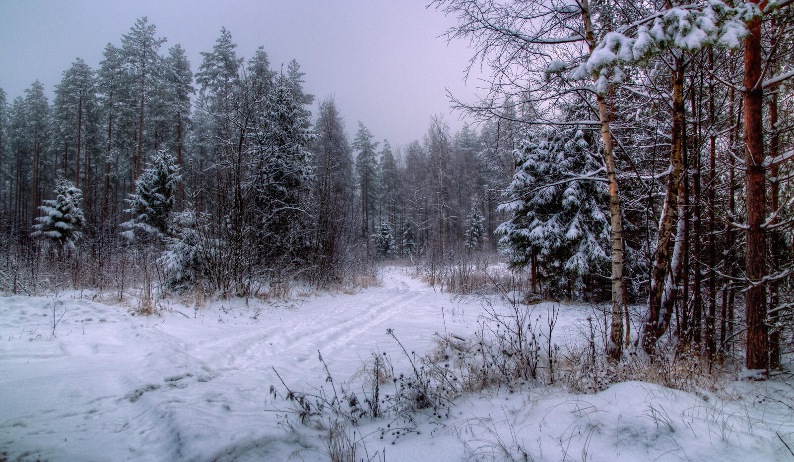 Обои Норвегия зима лес на рабочий стол