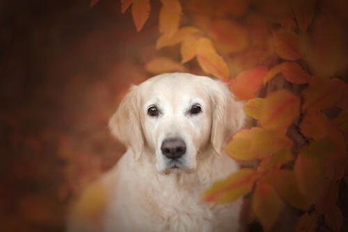 Retriever with autumn leaves