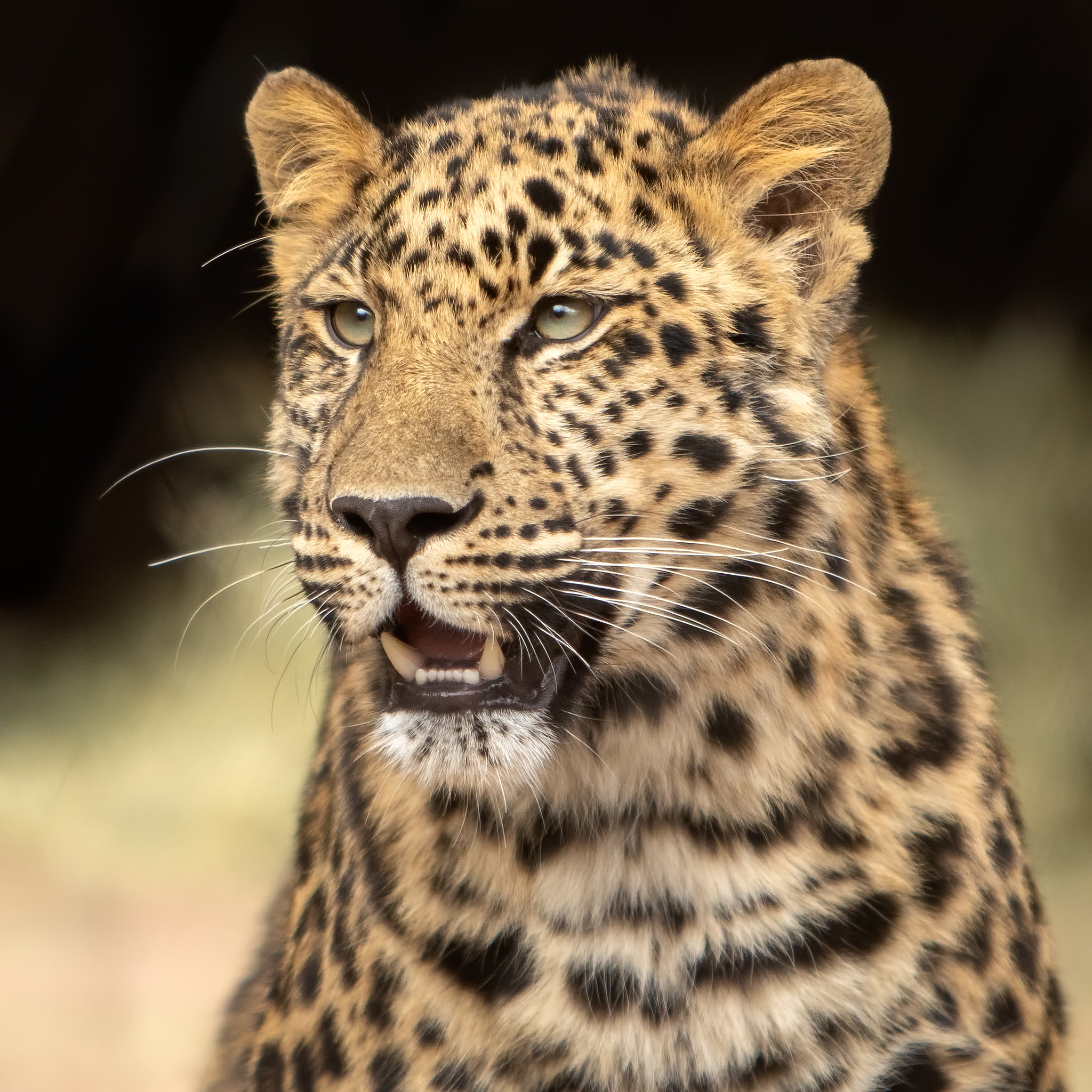 Free photo Leopard spots
