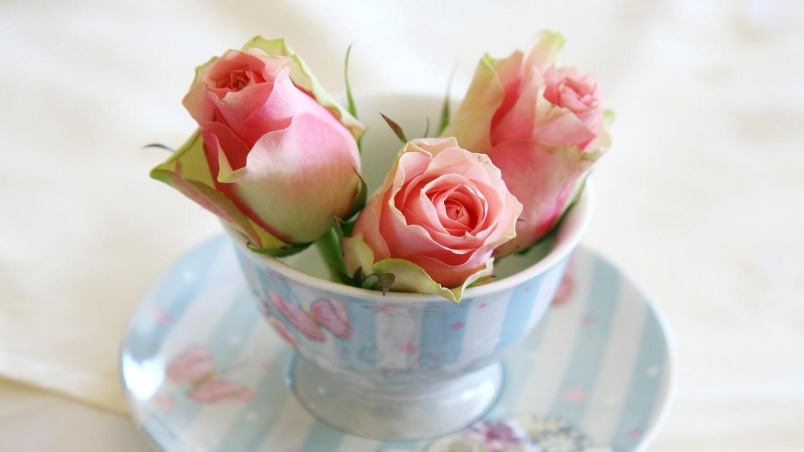 Обои cvety чашка rozy на рабочий стол