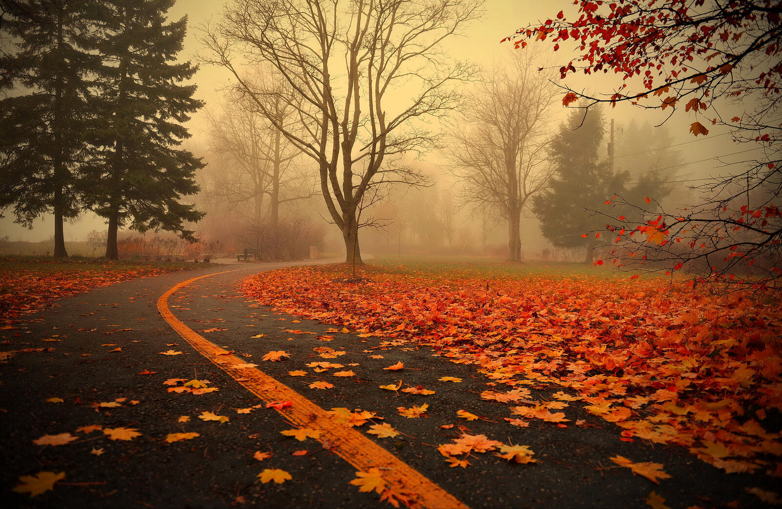 Wallpapers autumn leaves fog road on the desktop