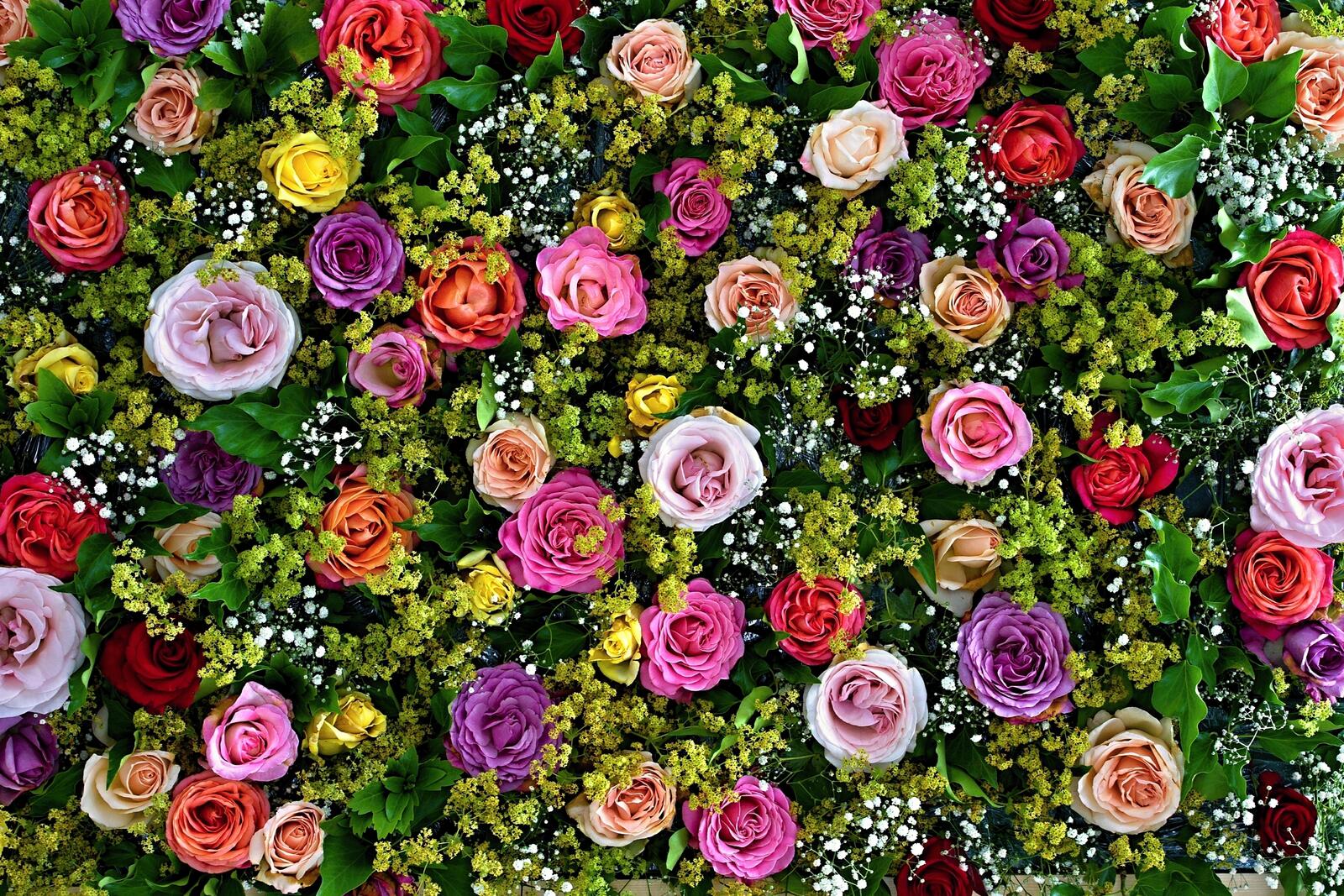 Wallpapers flora flower arrangement floral background on the desktop