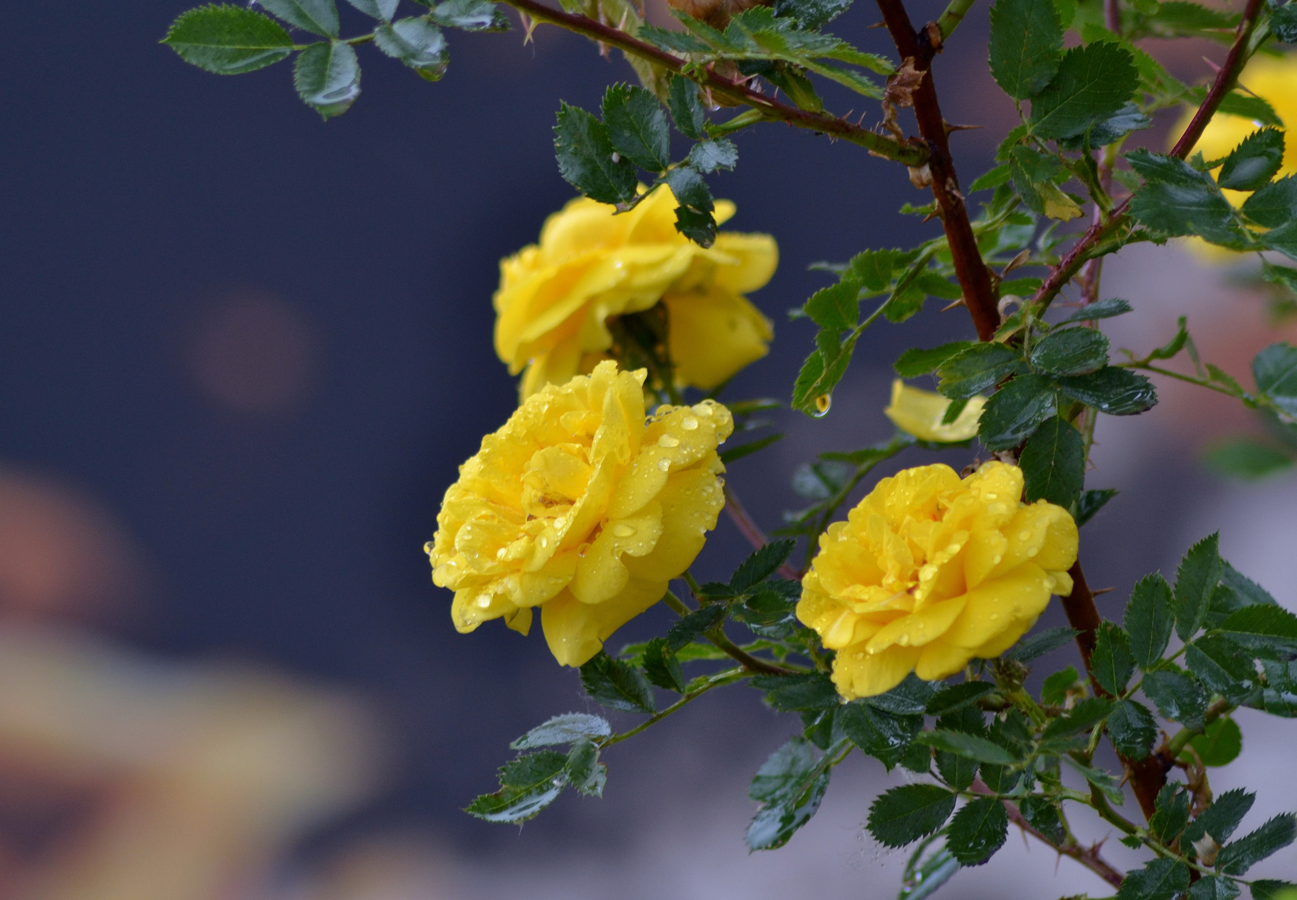 Обои желтые розы ветки вода на рабочий стол