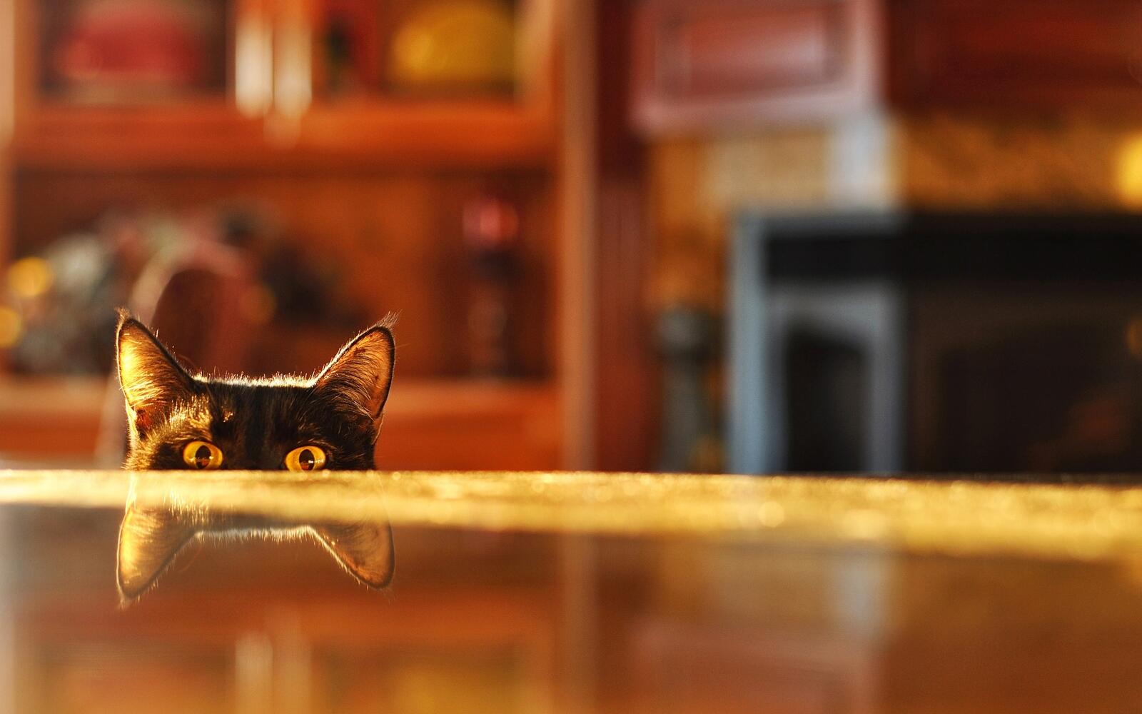 Wallpapers cat table eyes on the desktop