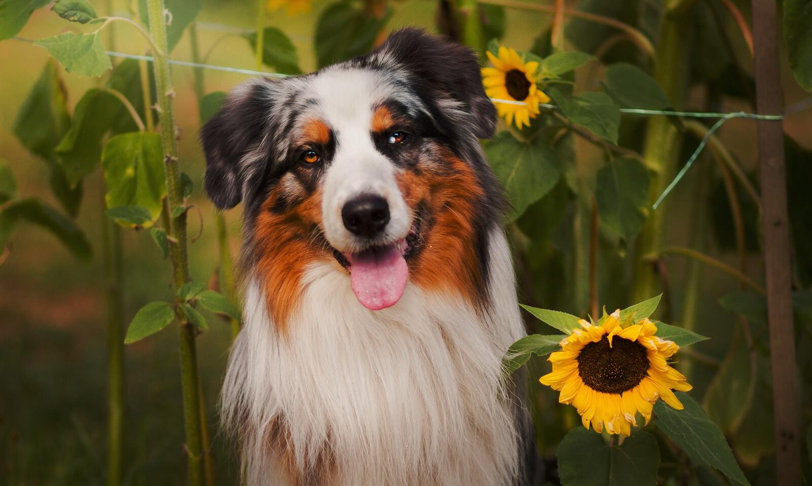 Wallpapers dog sunflowers fluffy on the desktop