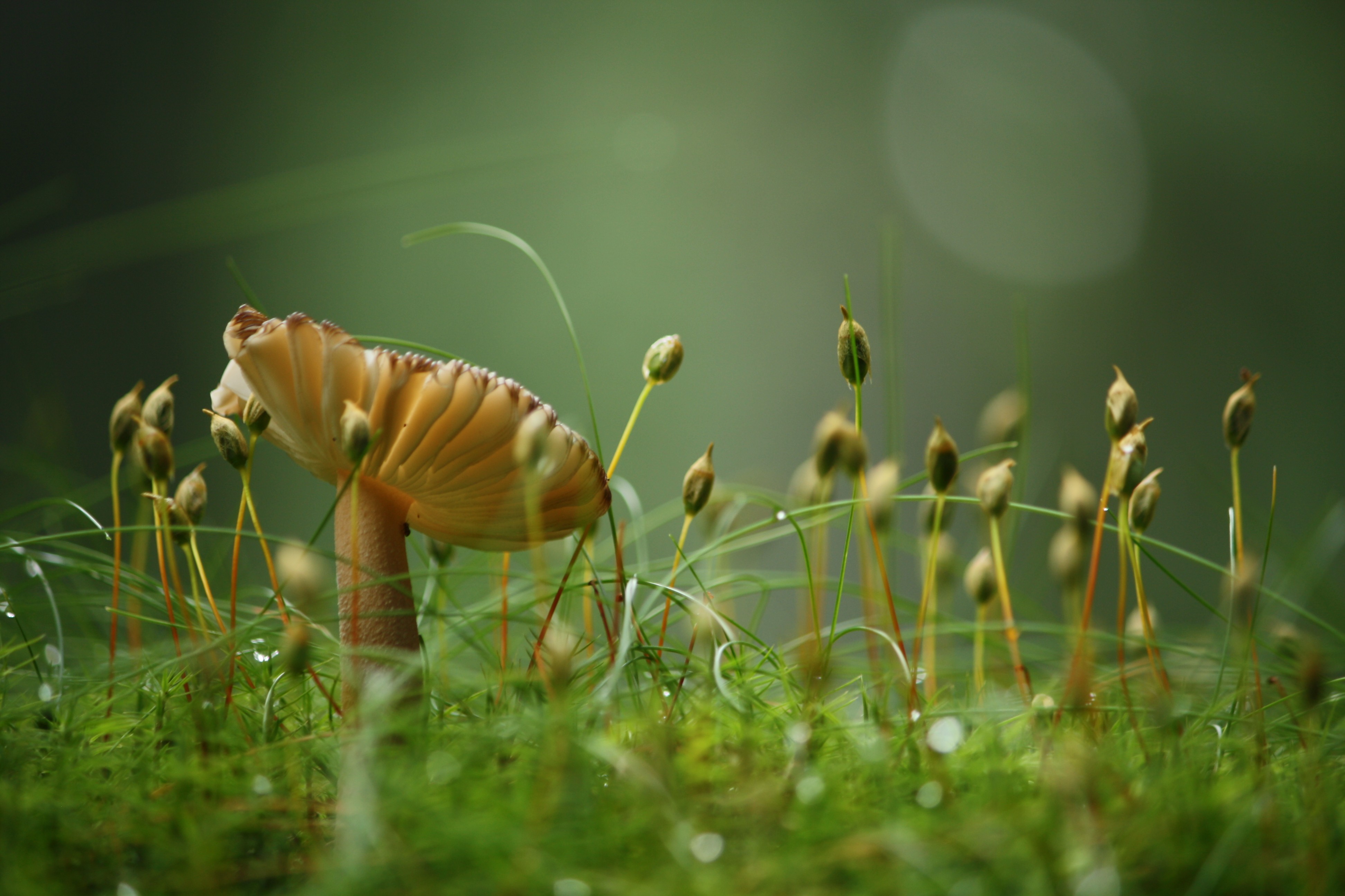 免费照片蘑菇在花丛中