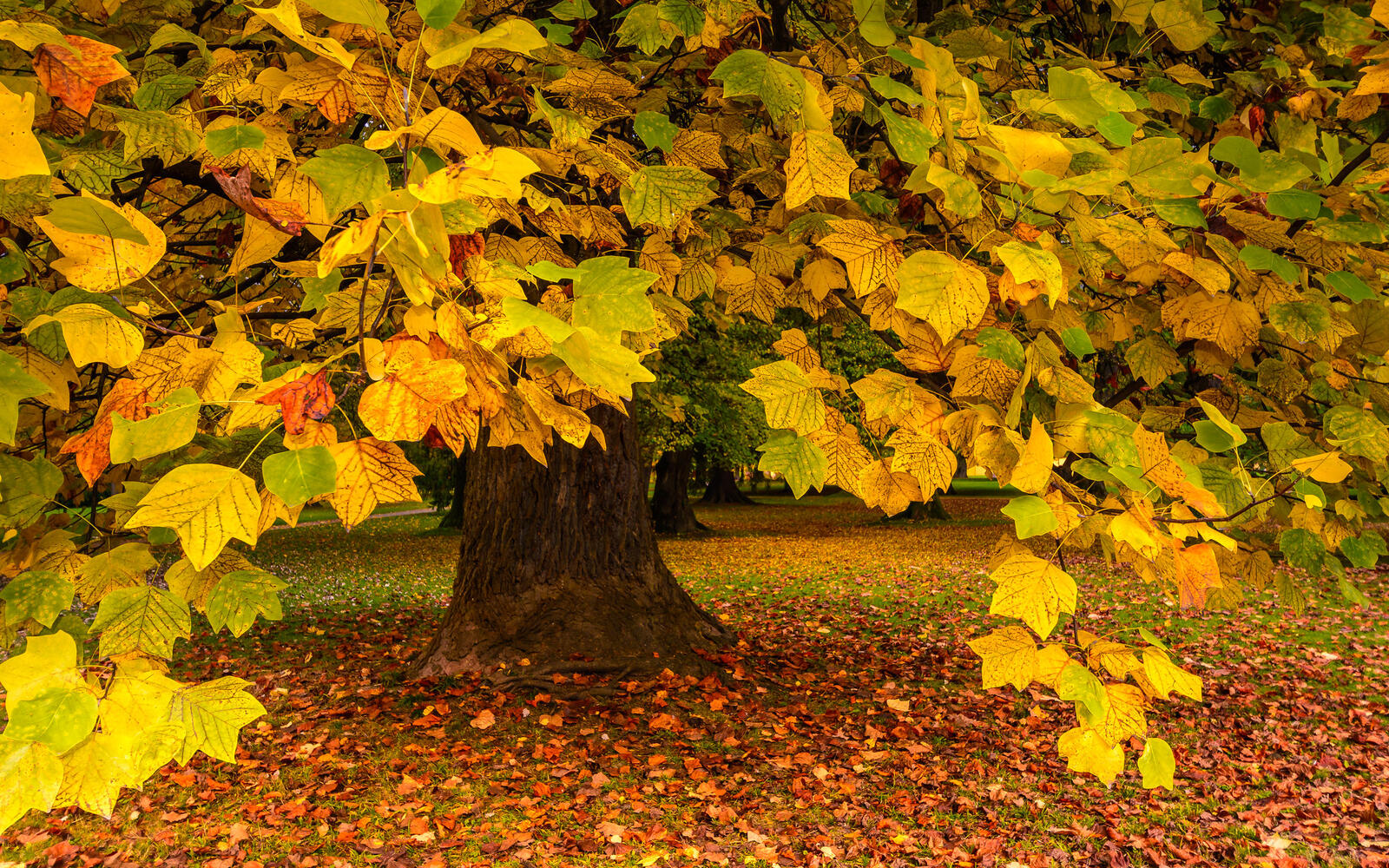 Обои осенние листья пейзажи желтые листья на рабочий стол