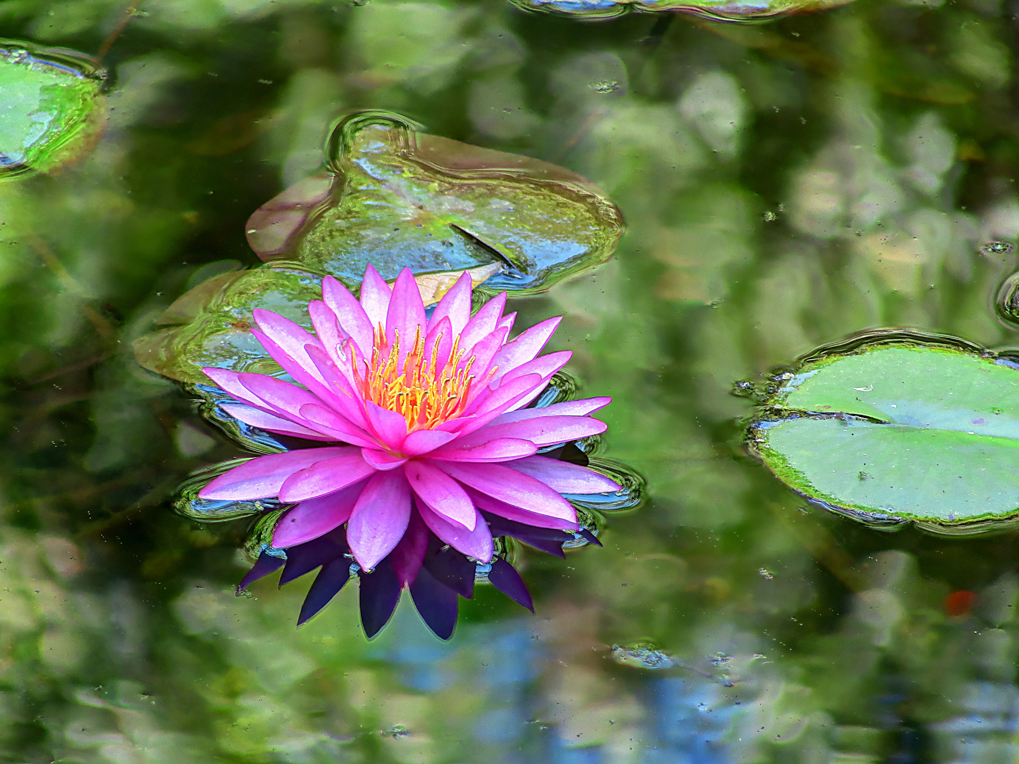 Фото бесплатно вода, цветок, природа