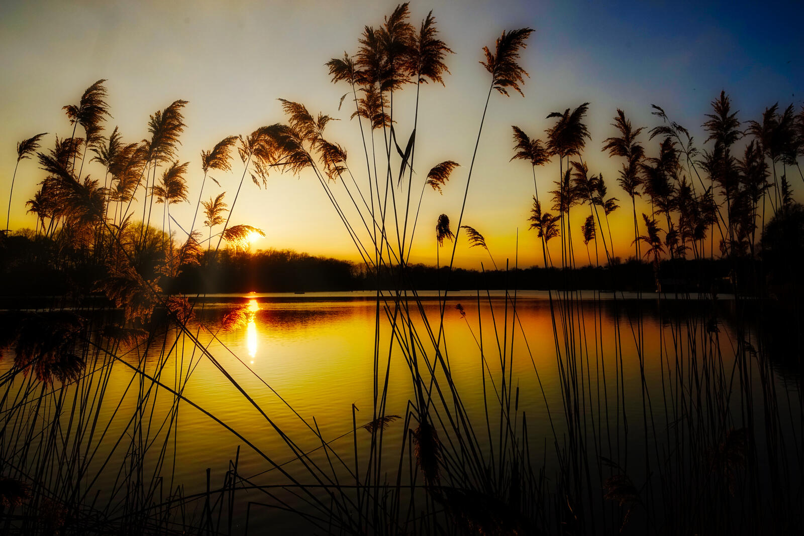 Wallpapers sunset lake pond reed on the desktop
