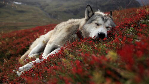 Волк лежит на цветах