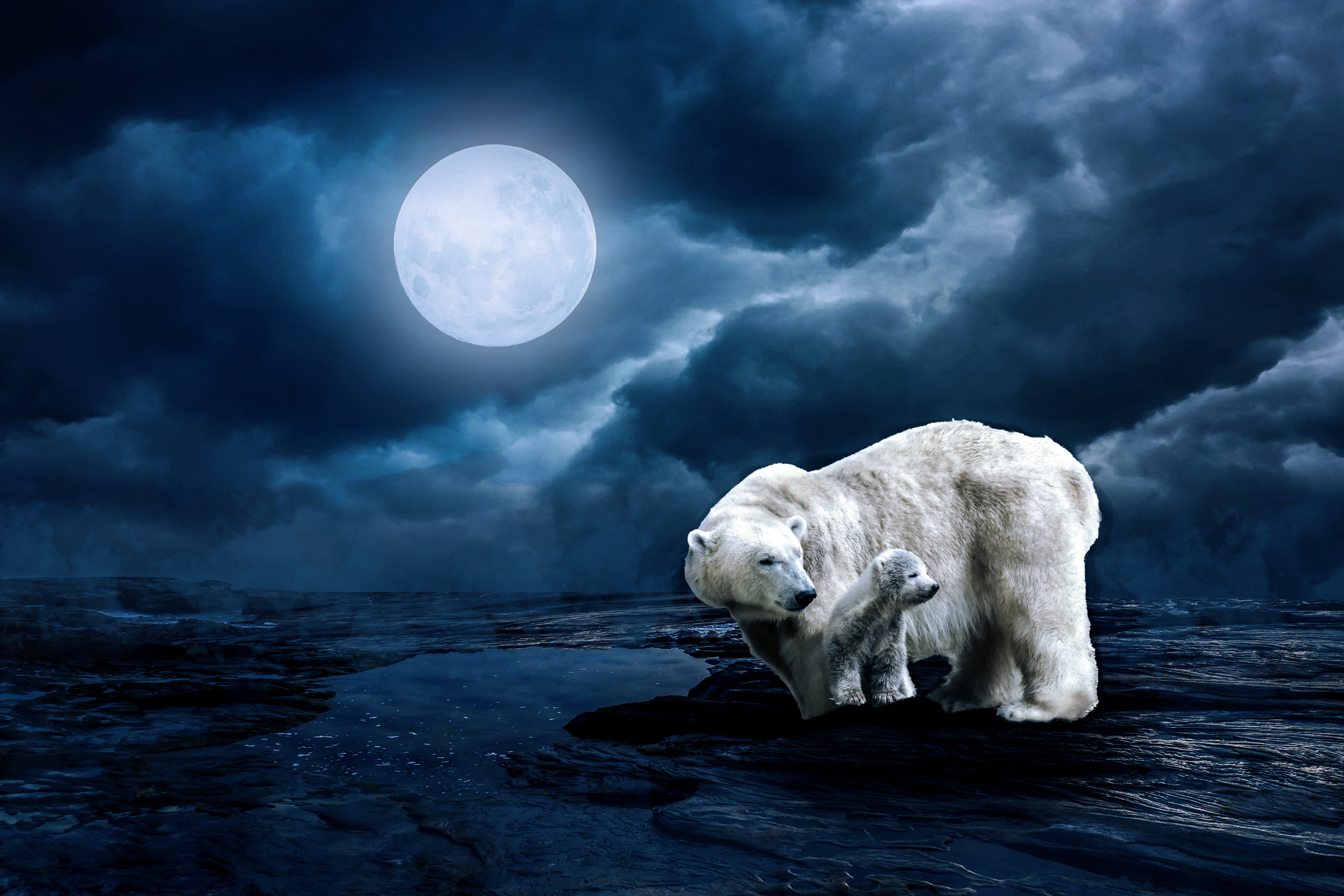 Обои белый медведь молодое животное луна на рабочий стол