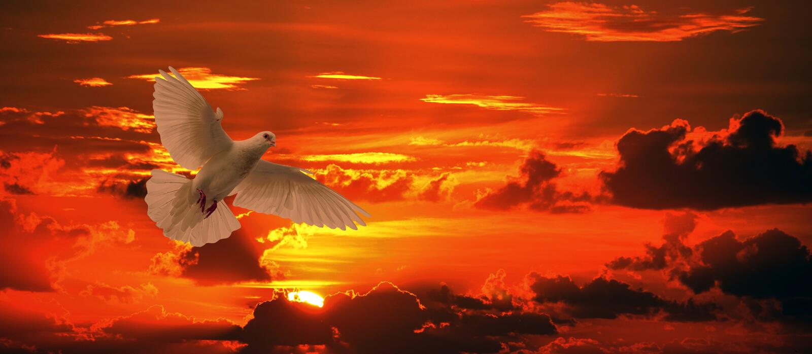 Wallpapers dove bird flying orange sunset on the desktop